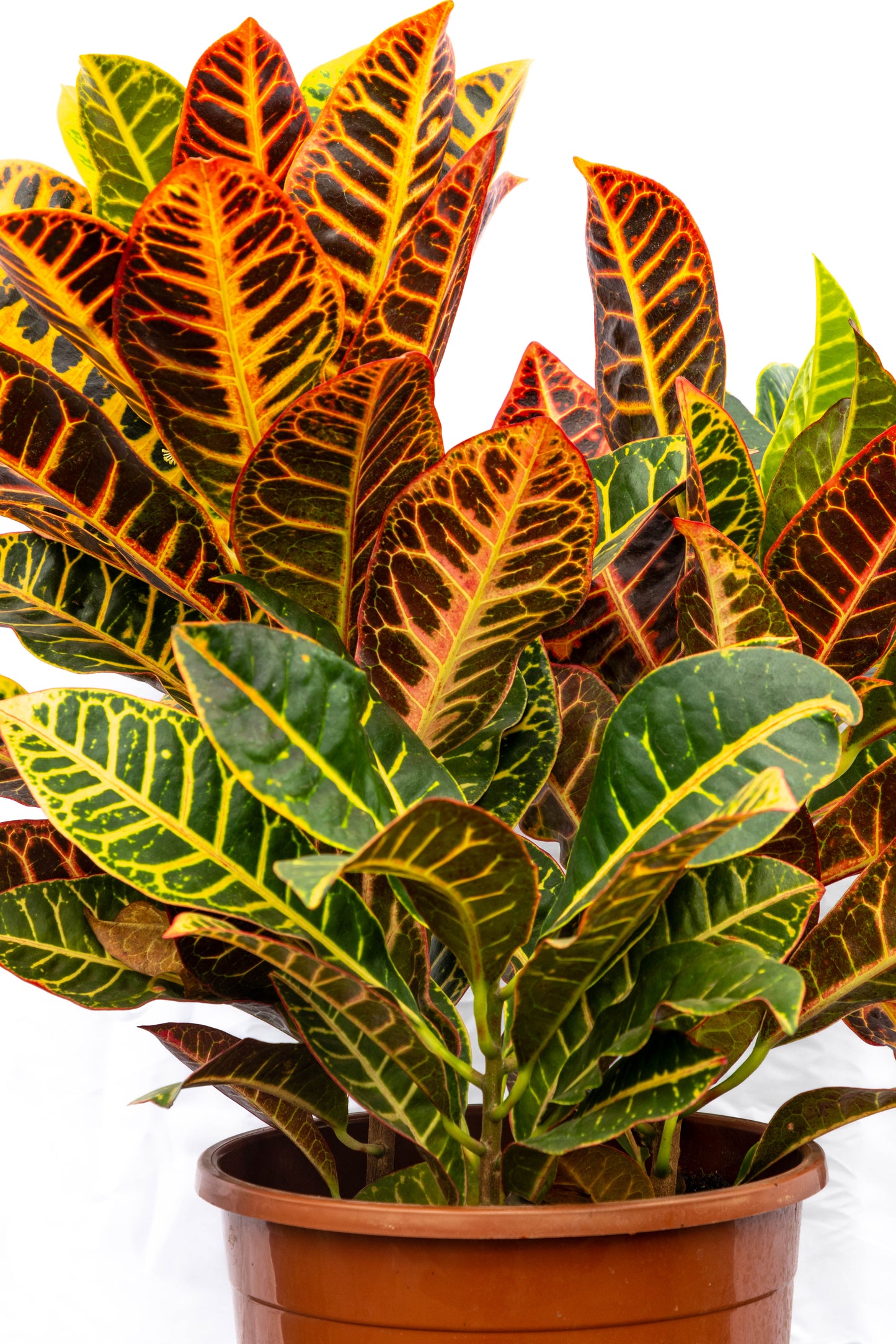 Croton Triple P24 Planta Colorida