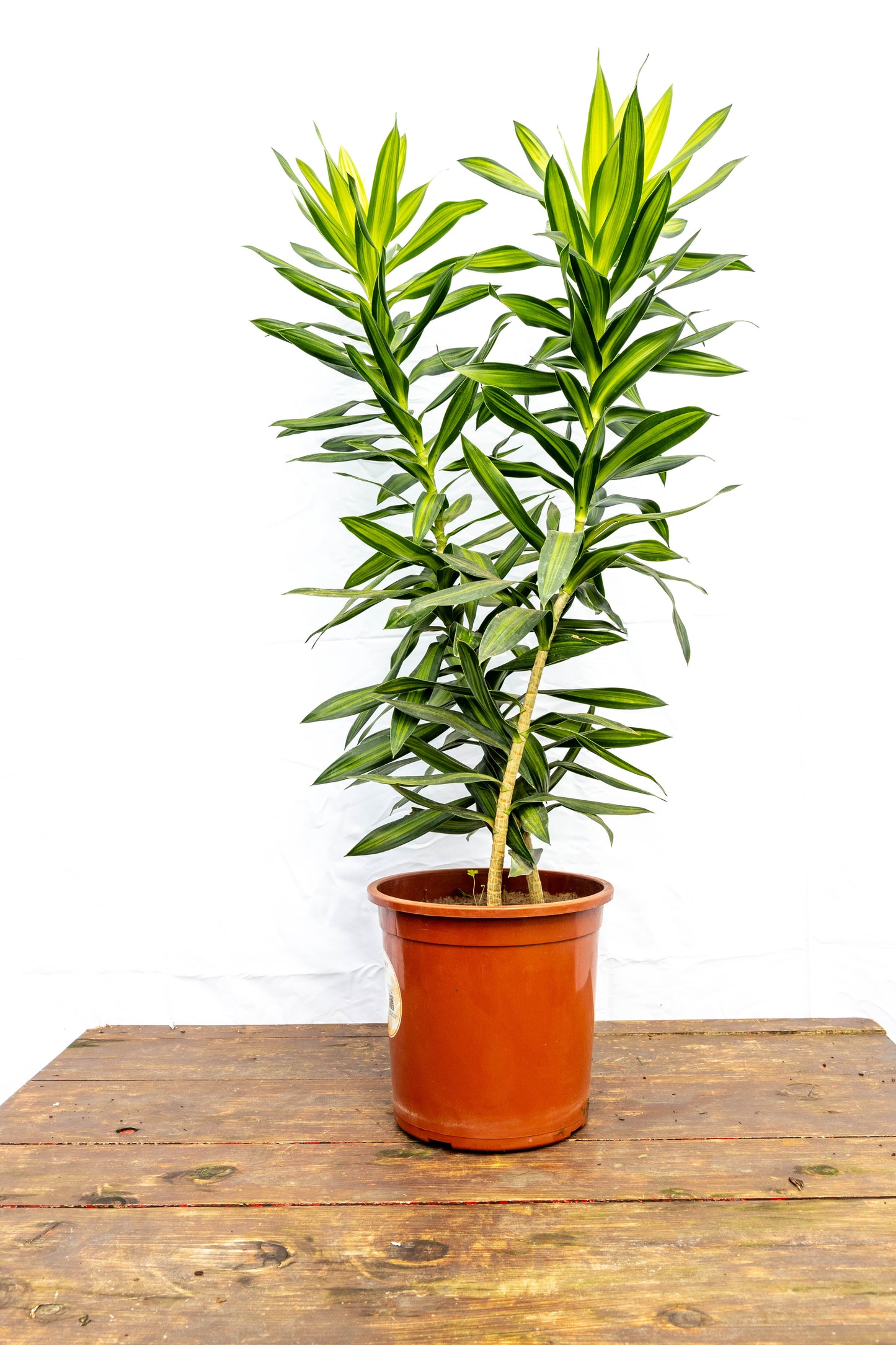 Dracaena Reflexa p24- Resistente para interiores en oferta