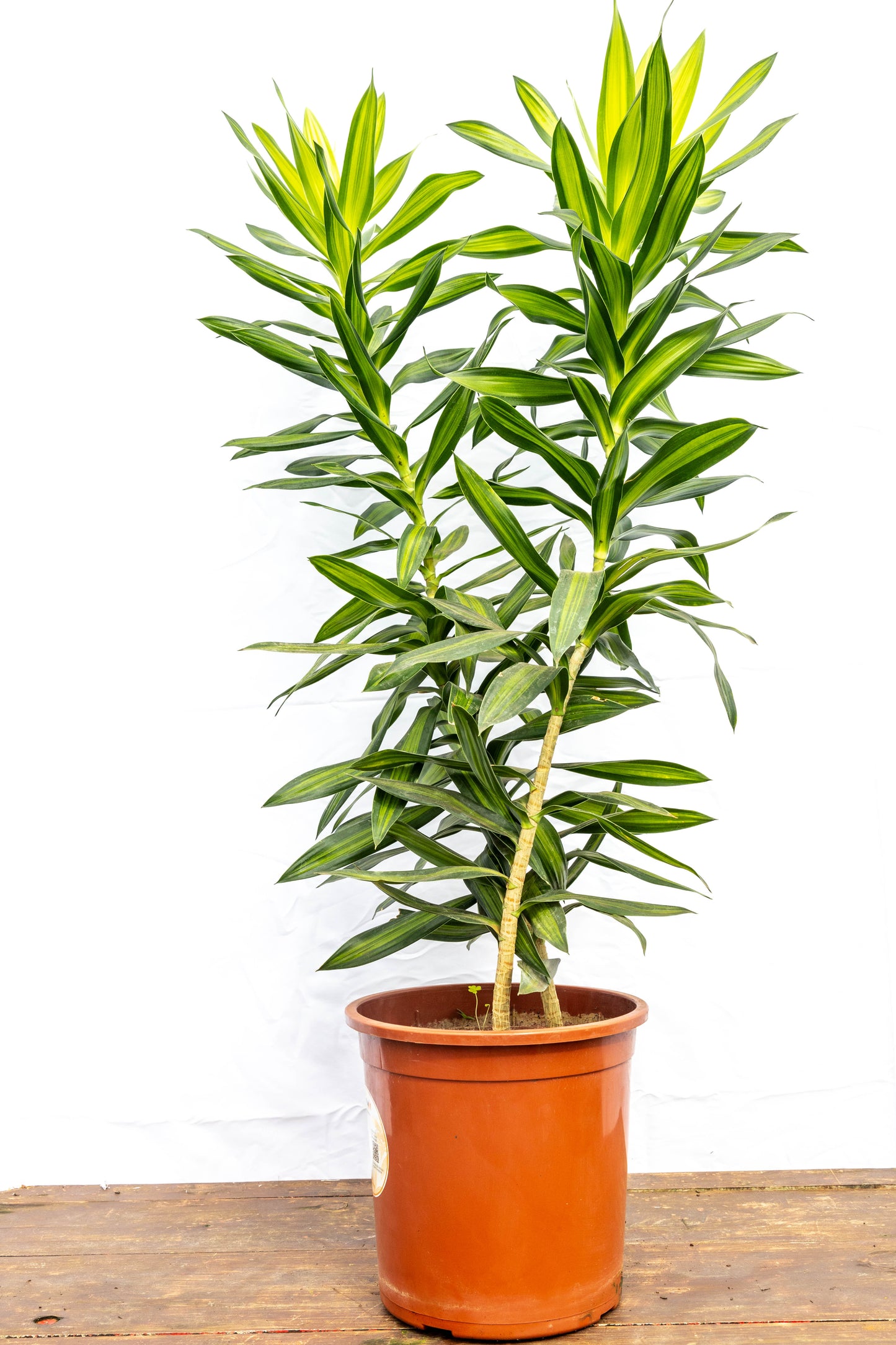 Dracaena Reflexa p24- Resistente para interiores en oferta