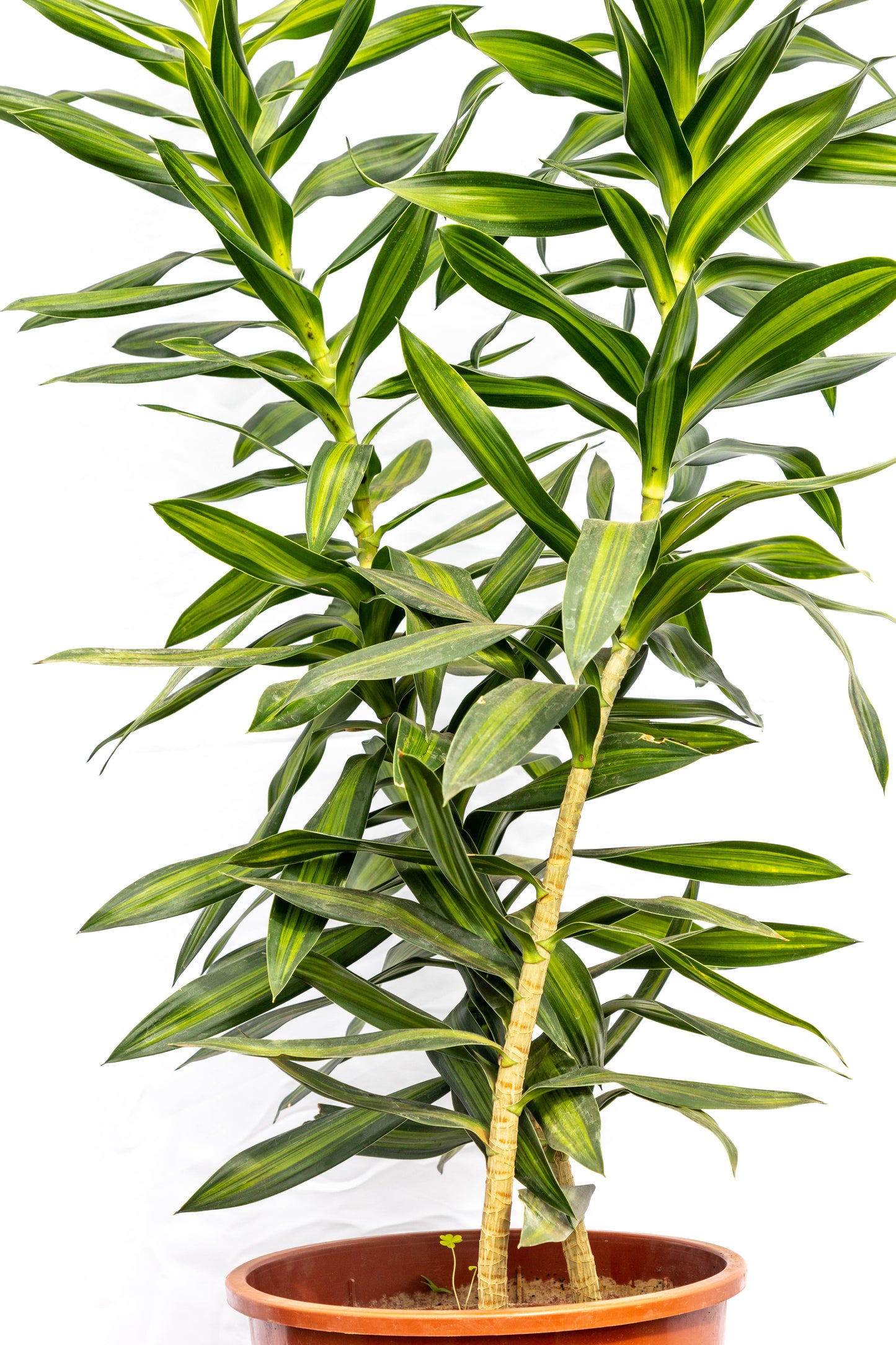 Dracaena Reflexa p24- Resistente para interiores en oferta