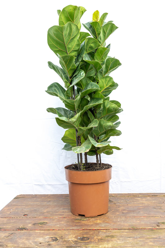 Ficus Lyrata Triple Planta Decorativa Elegante