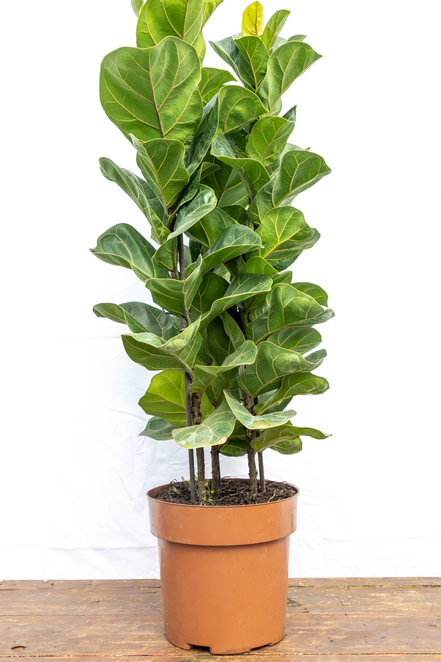 Ficus Lyrata Triple Planta Decorativa Elegante