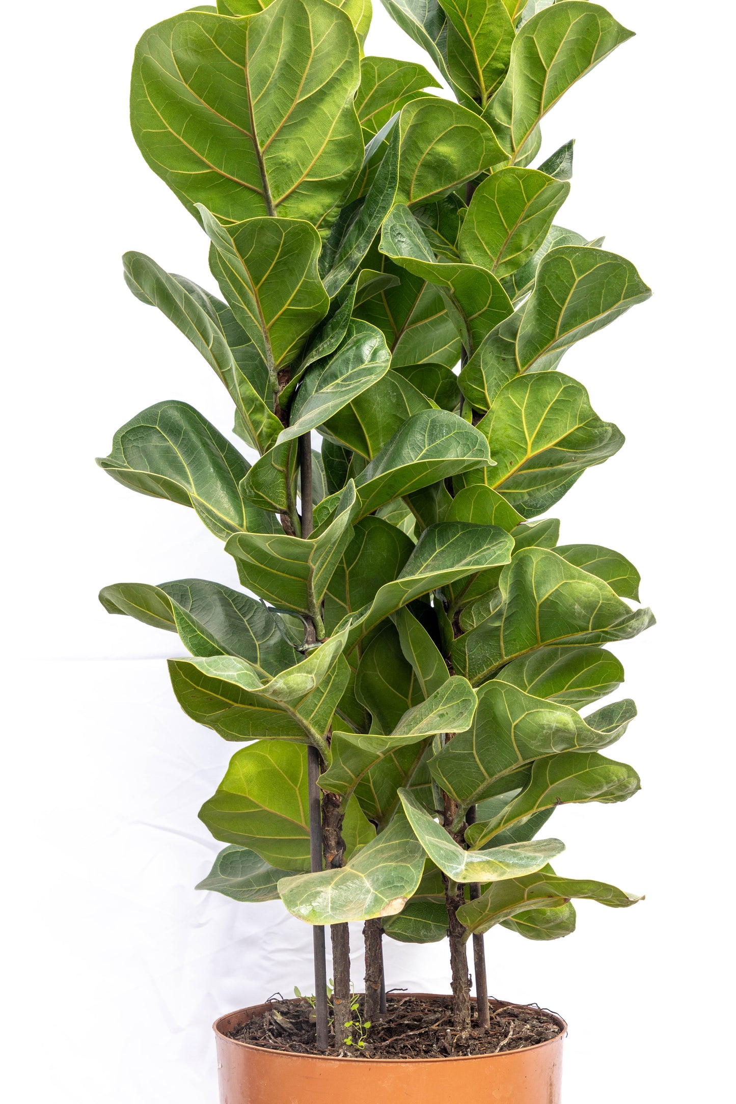 Ficus Lyrata Triple Planta Decorativa Elegante