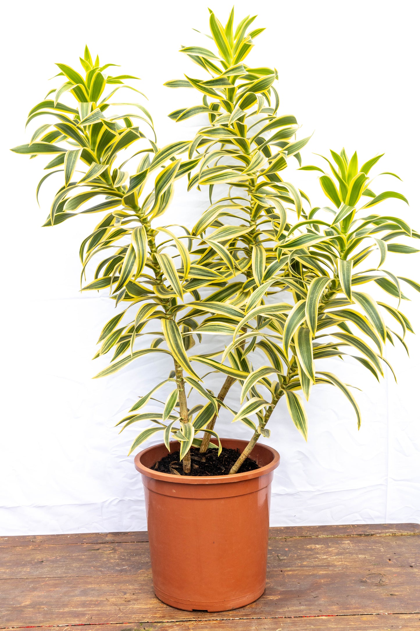 Dracaena PLEOMELE p24- Fácil de cuidar, oferta especial