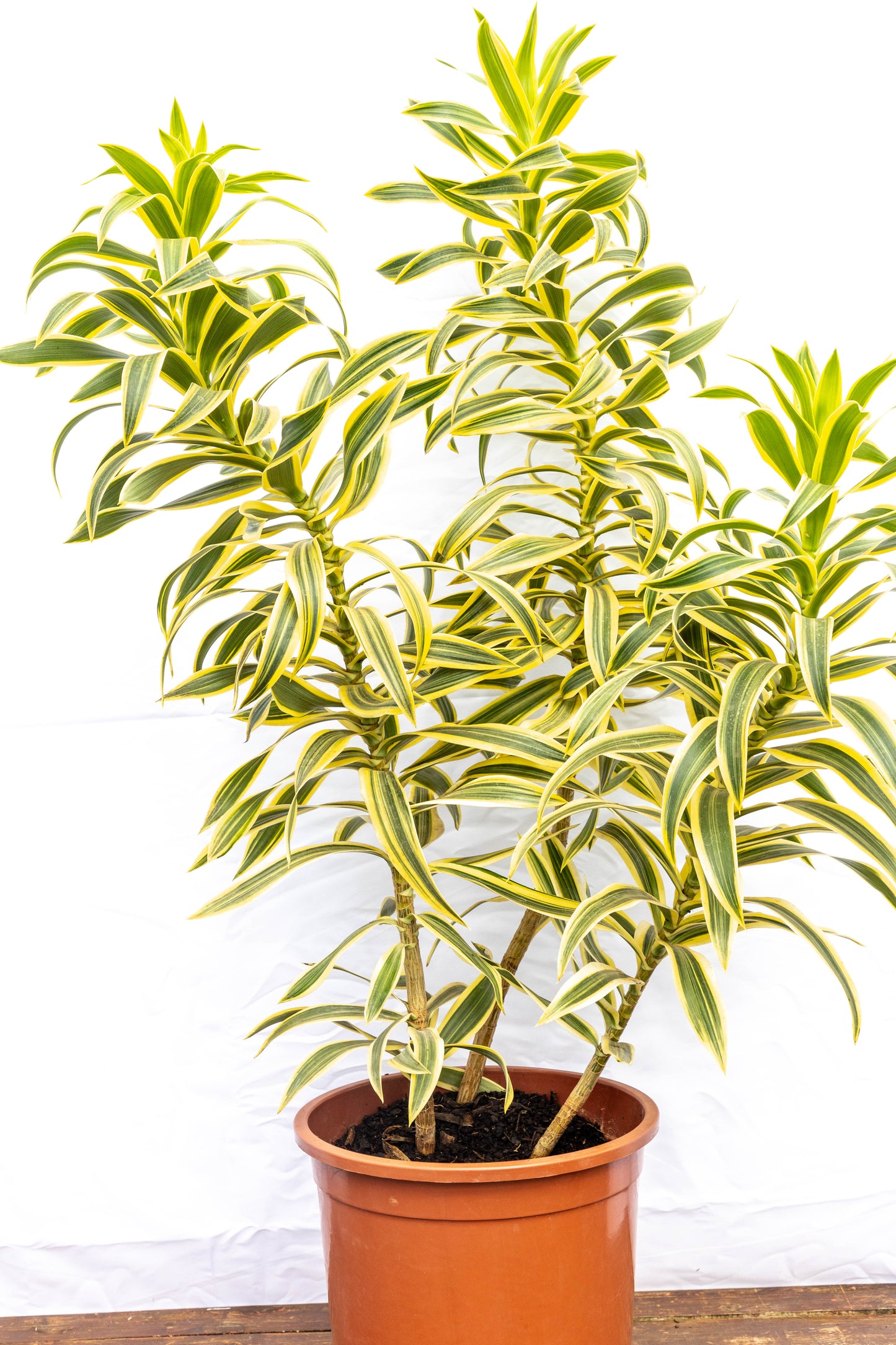 Dracaena PLEOMELE p24- Fácil de cuidar, oferta especial