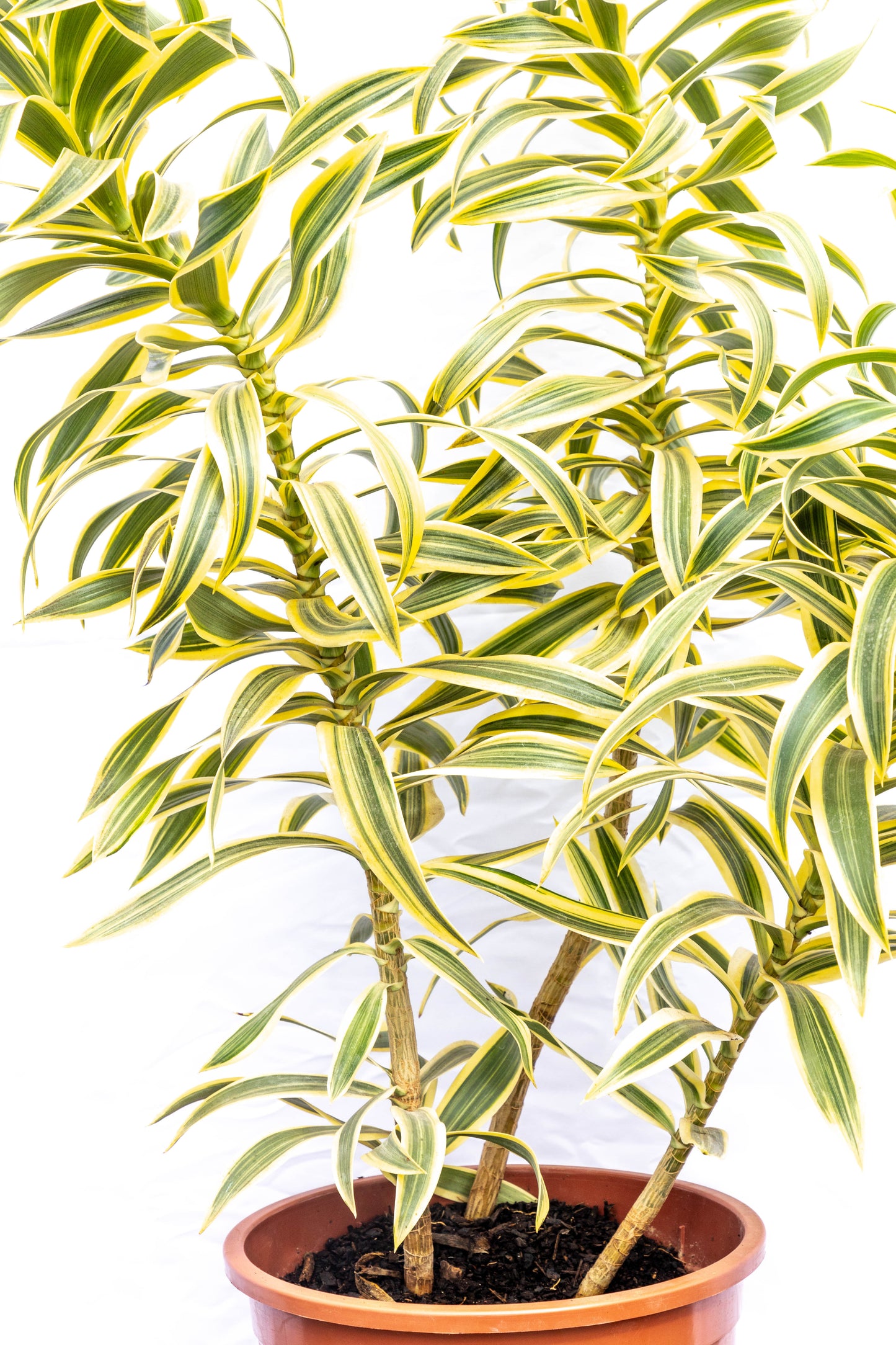 Dracaena PLEOMELE p24- Fácil de cuidar, oferta especial