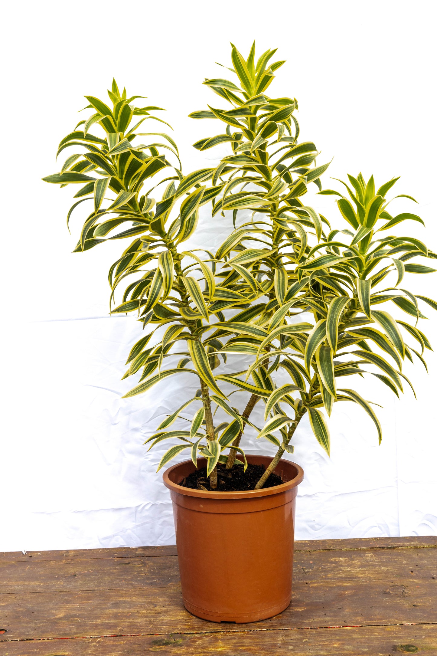 Dracaena PLEOMELE p24- Fácil de cuidar, oferta especial