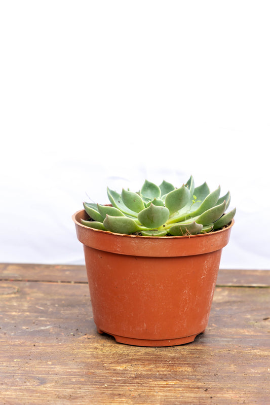 Suculenta Echeveria X4 Plantas Oferta Especial