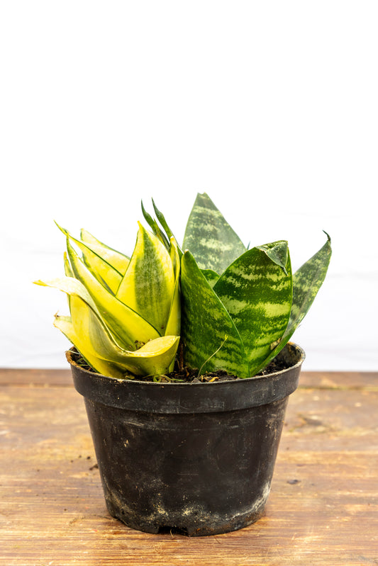 Sansevieria HANI - Ideal para decoración moderna