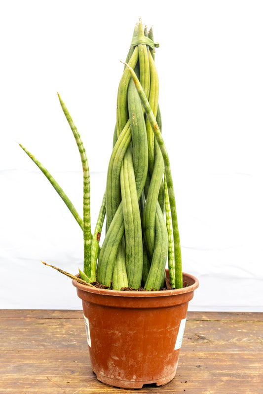 Sansevieria cylindrica trenzada - Decorativa en oferta p14