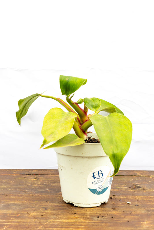 Philodendron LUA CLARA - Elegancia natural en oferta