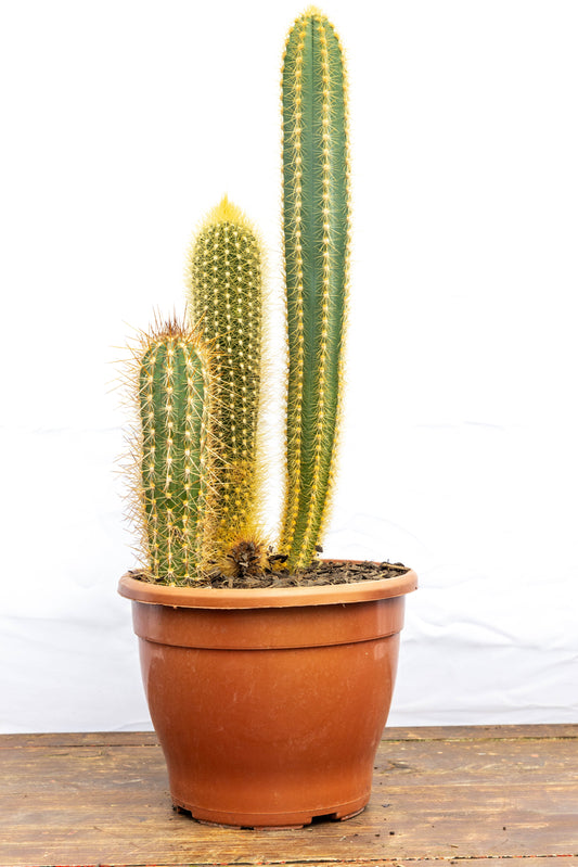 Cactus Desierto Vivo Planta Fácil Mantenimiento