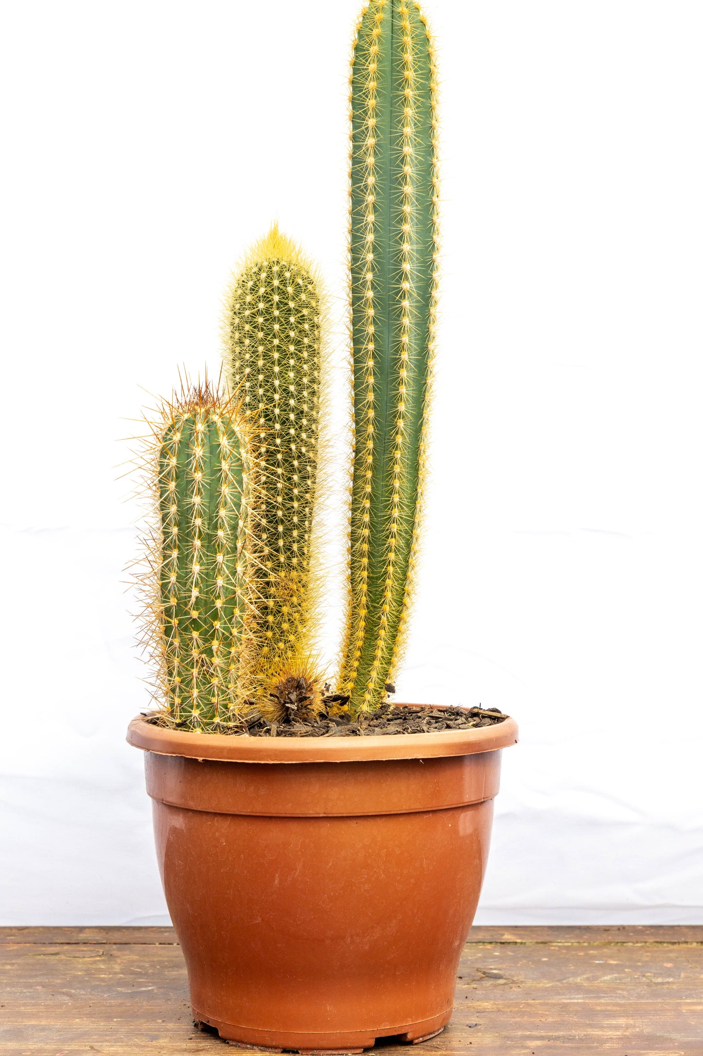 Cactus Desierto Vivo Planta Fácil Mantenimiento