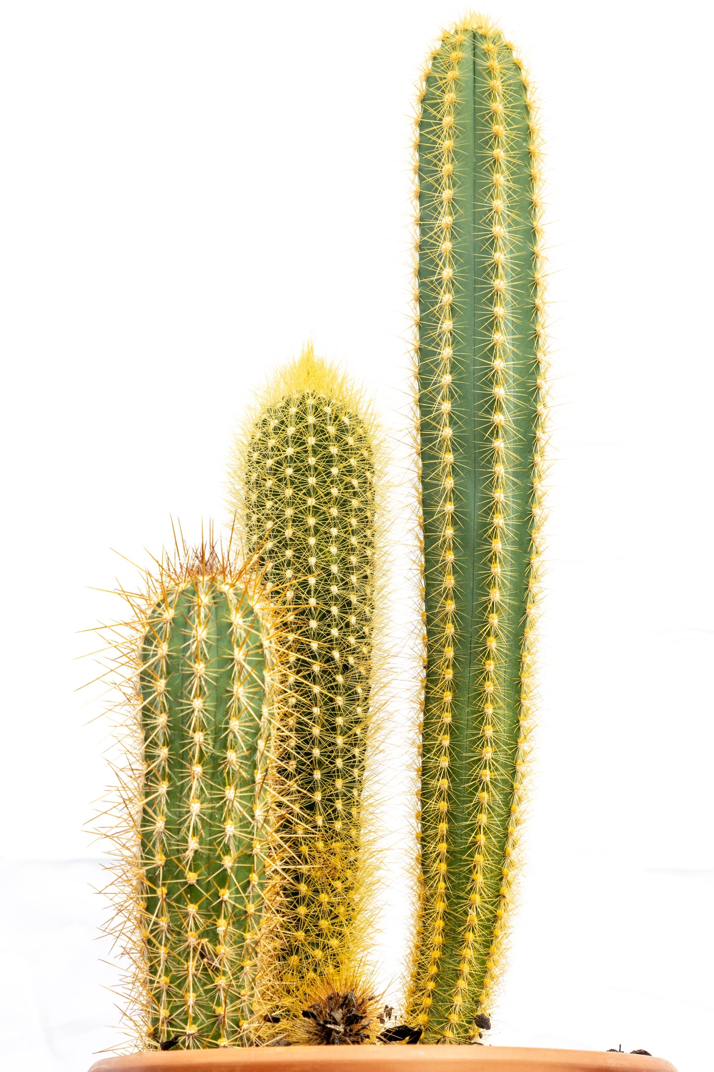 Cactus Desierto Vivo Planta Fácil Mantenimiento