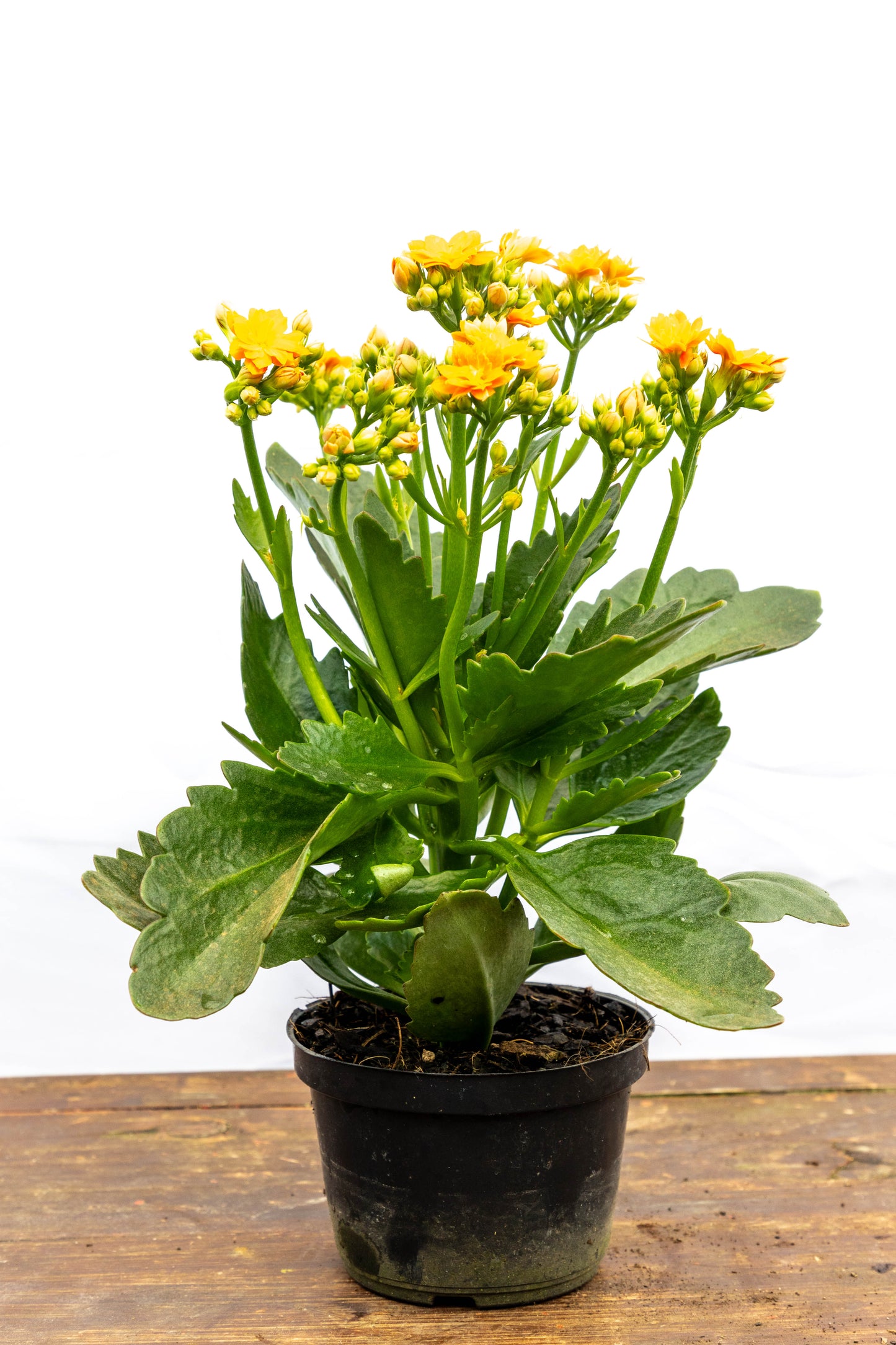 Kalanchoe X2 Plantas Suculentas Oferta Especial