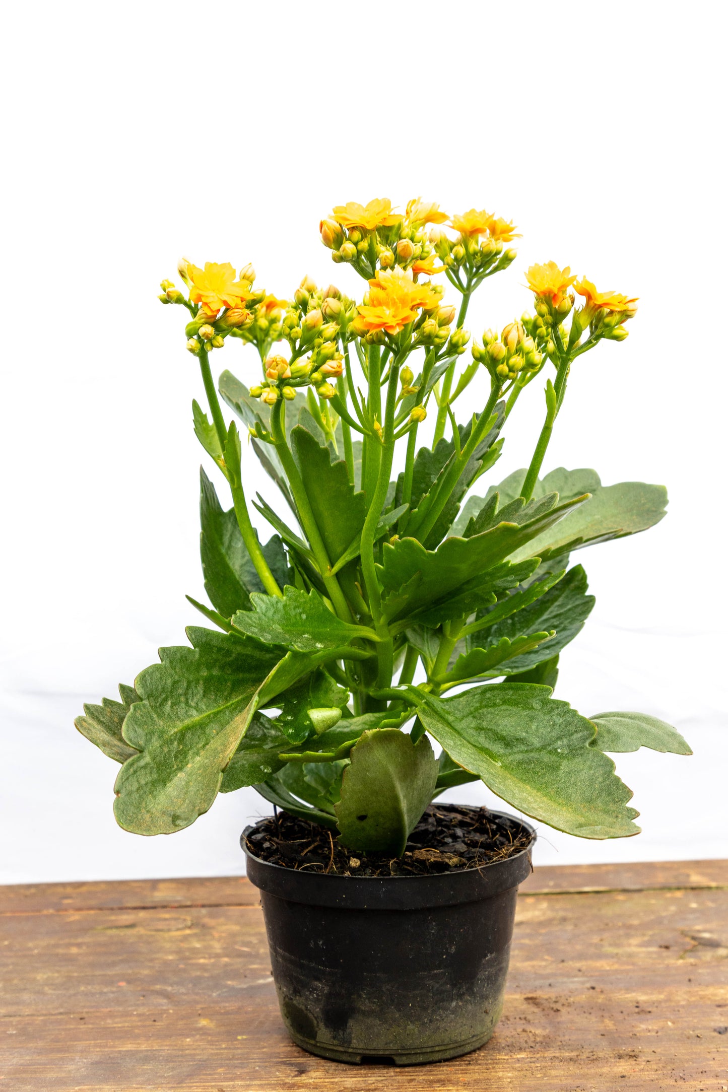 Kalanchoe X2 Plantas Suculentas Oferta Especial