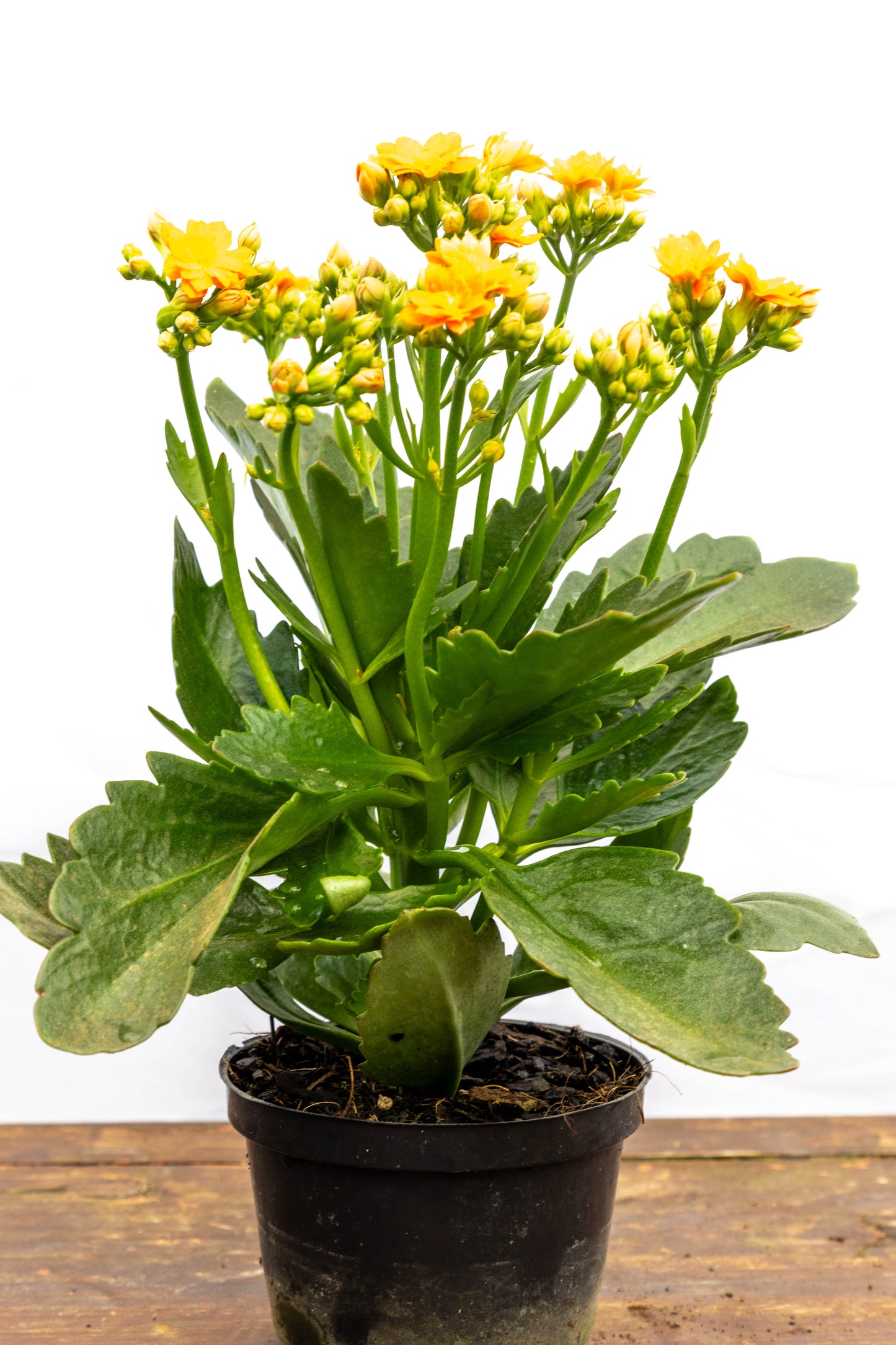 Kalanchoe X2 Plantas Suculentas Oferta Especial