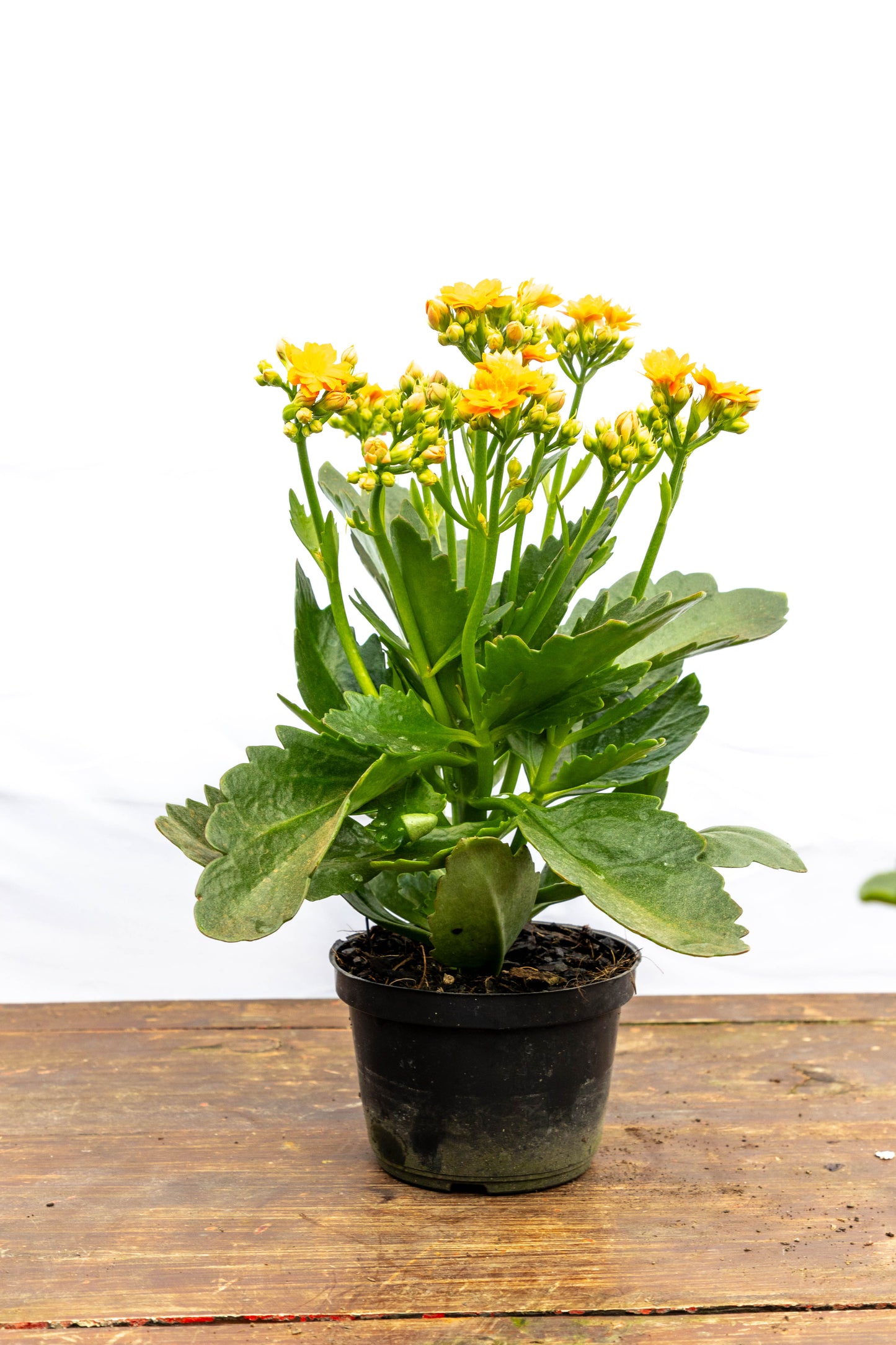 Kalanchoe X2 Plantas Suculentas Oferta Especial