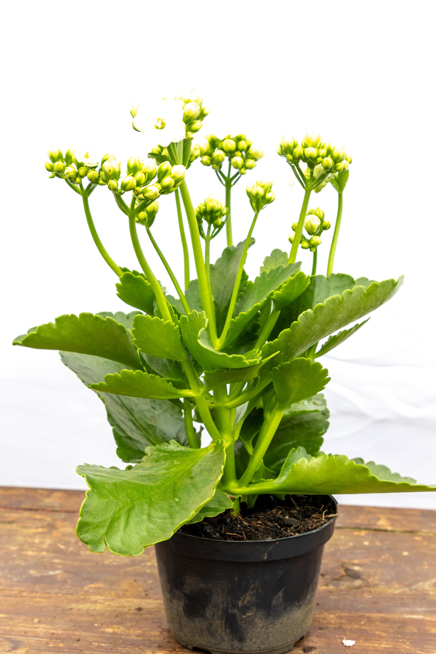 Kalanchoe X2 Plantas Suculentas Oferta Especial