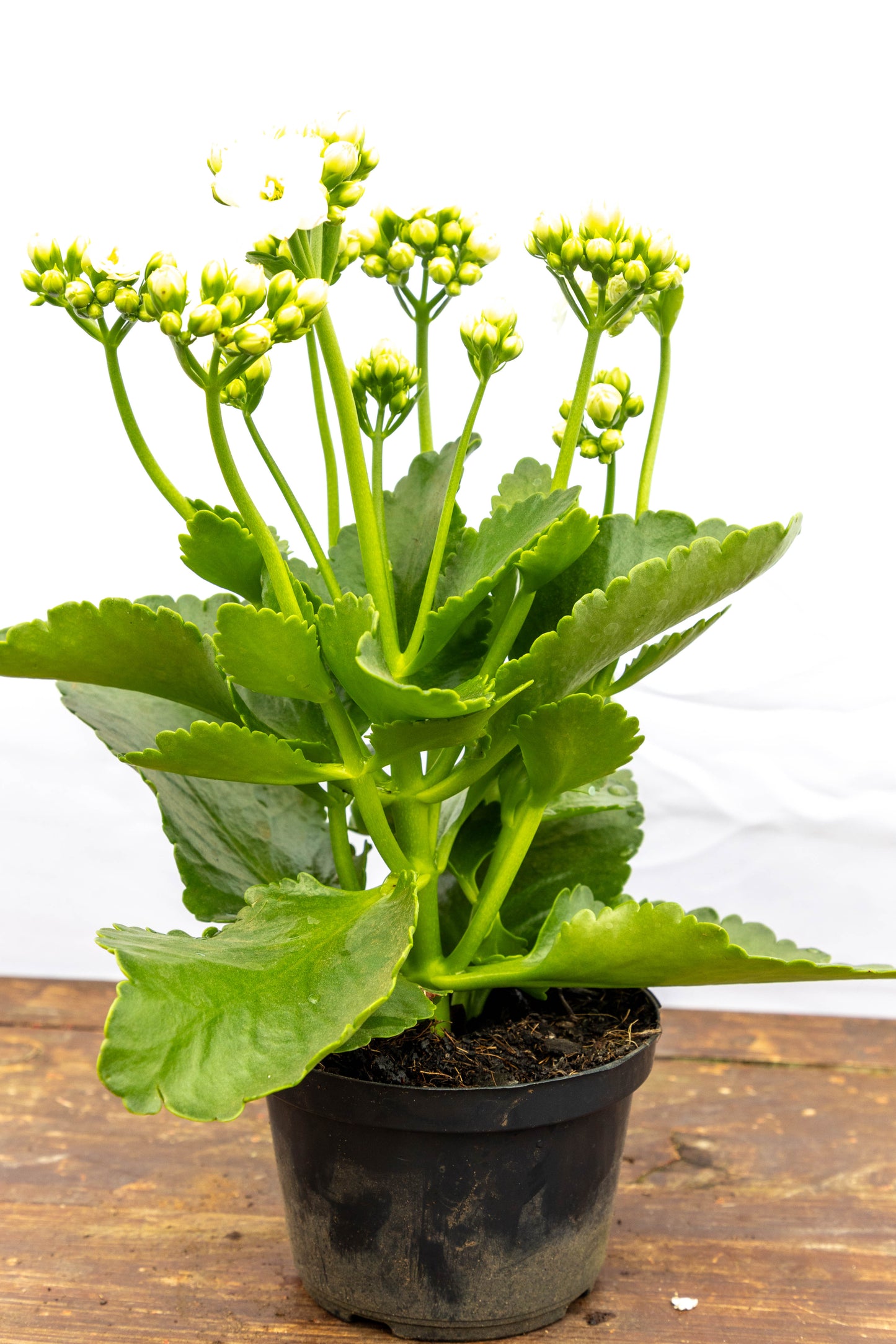 Kalanchoe X2 Plantas Suculentas Oferta Especial