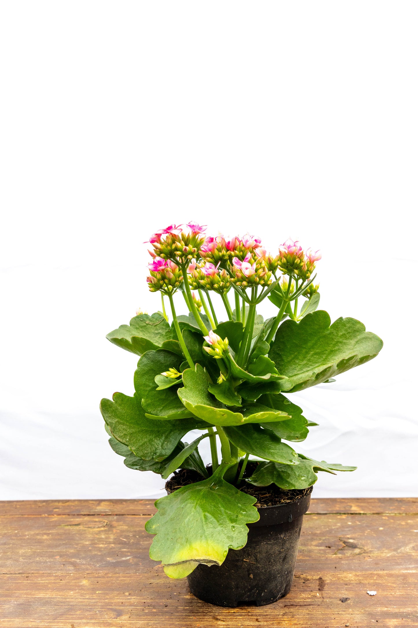 Kalanchoe X2 Plantas Suculentas Oferta Especial