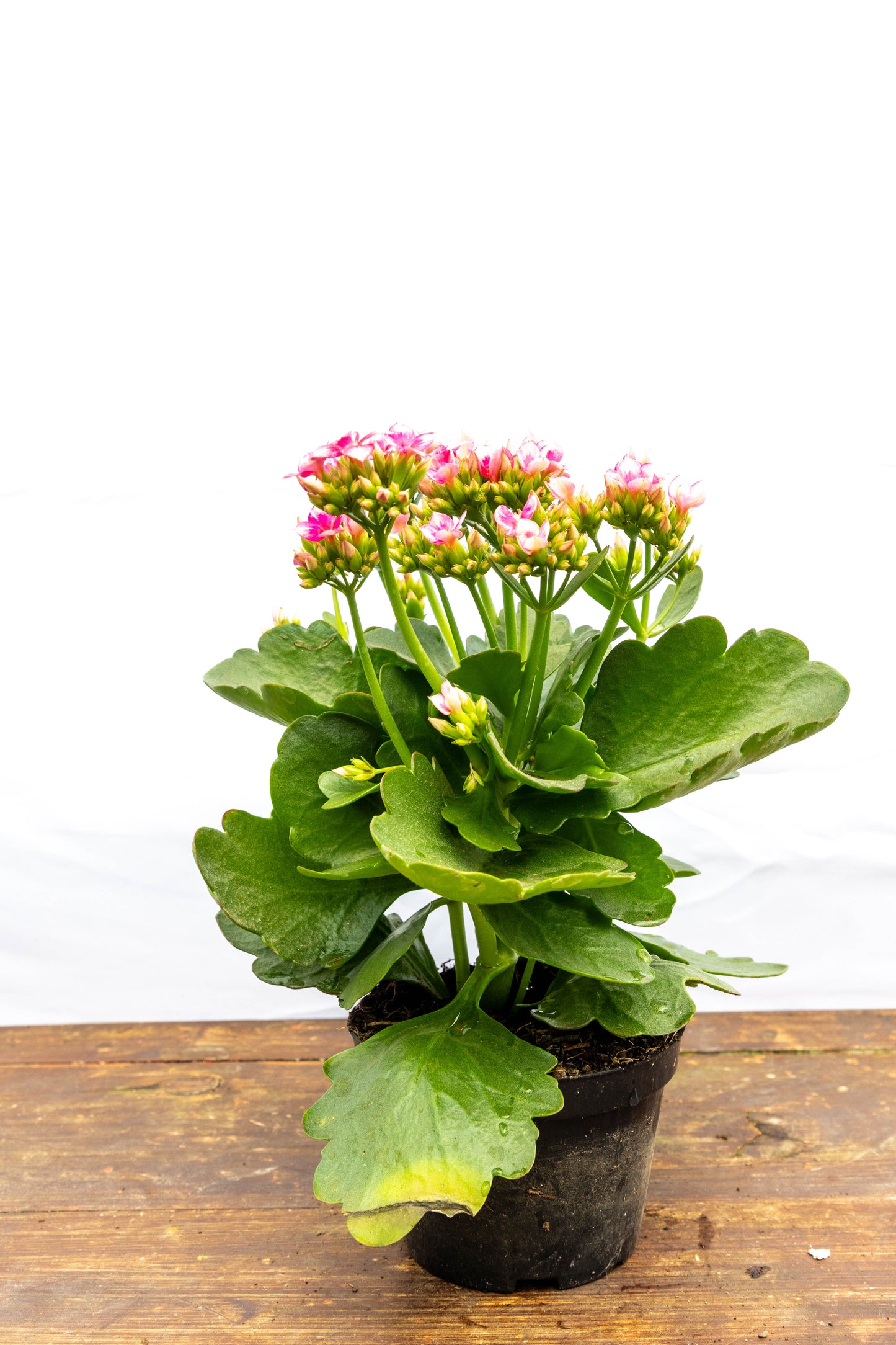 Kalanchoe X2 Plantas Suculentas Oferta Especial