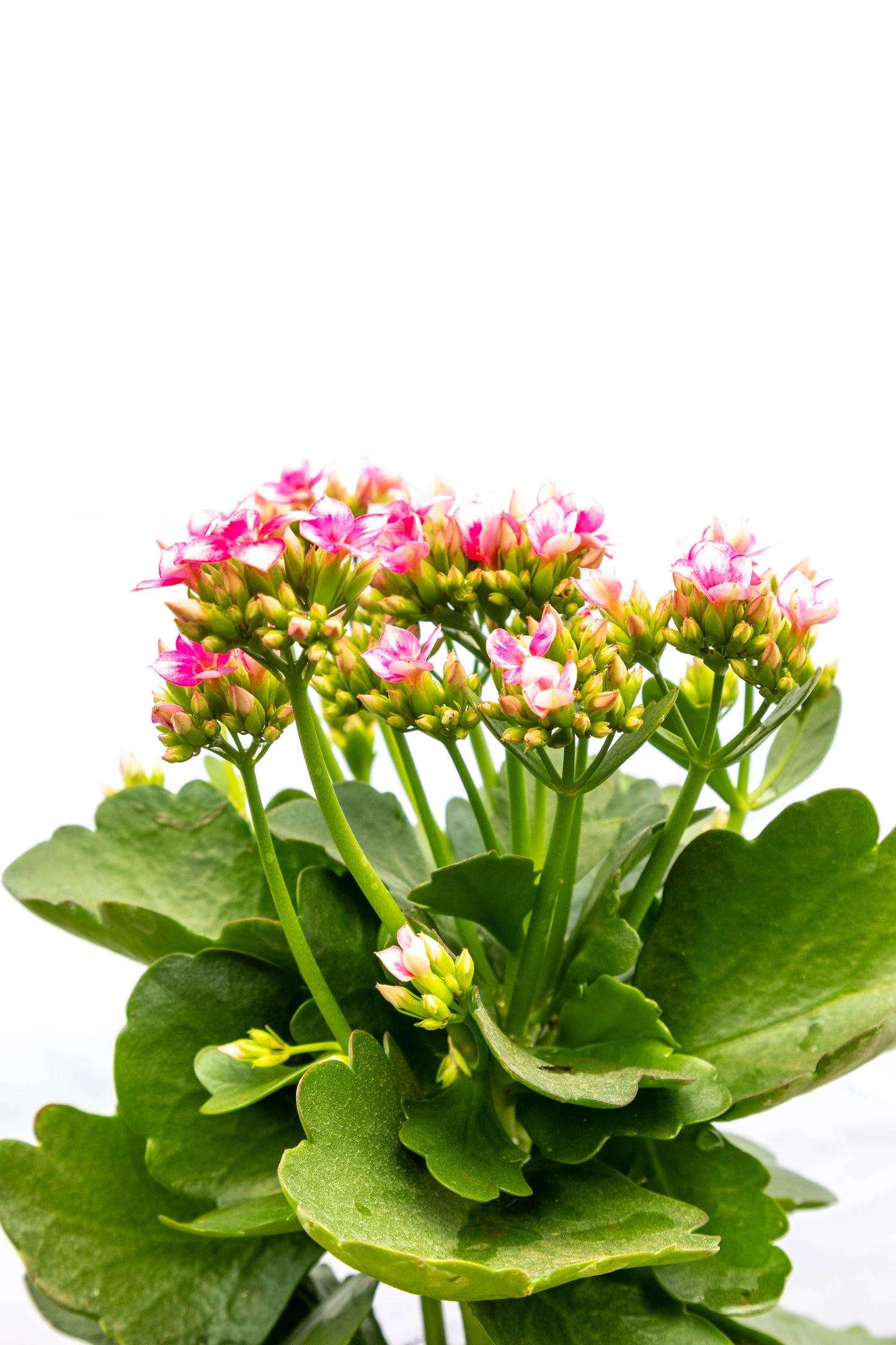 Kalanchoe X2 Plantas Suculentas Oferta Especial