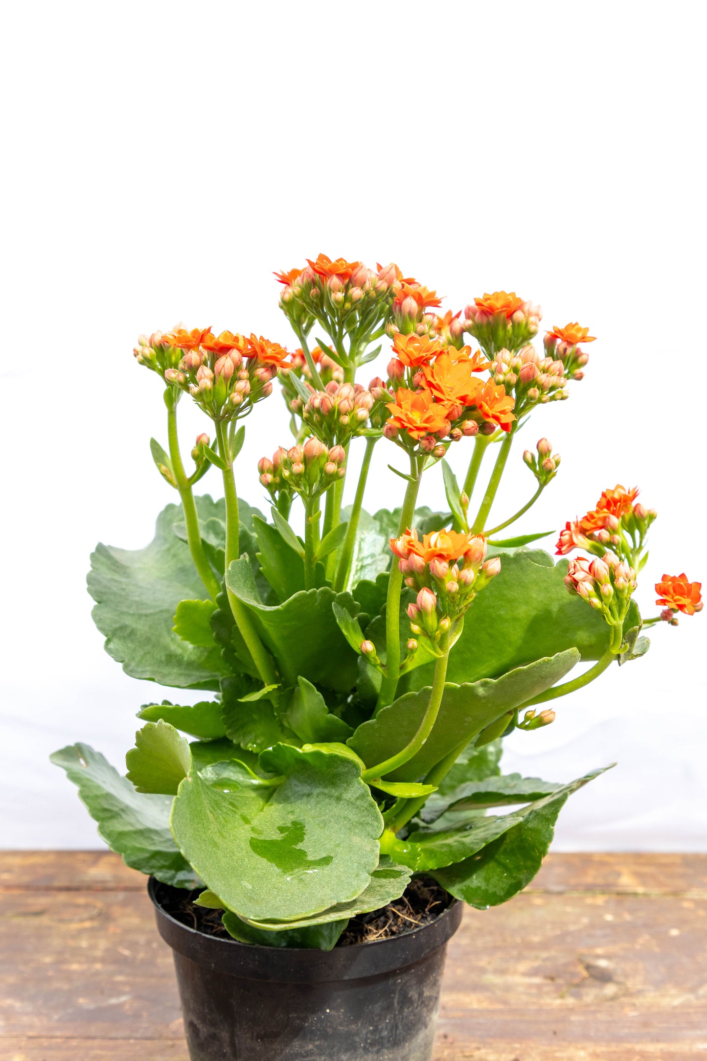 Kalanchoe X2 Plantas Suculentas Oferta Especial