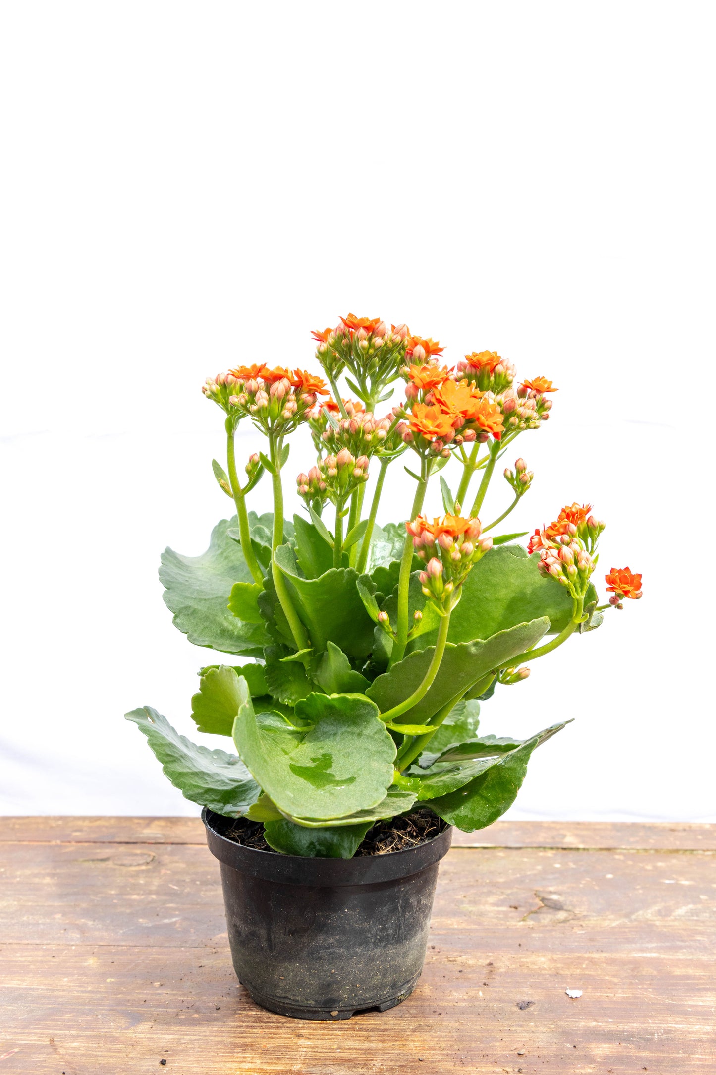 Kalanchoe X2 Plantas Suculentas Oferta Especial