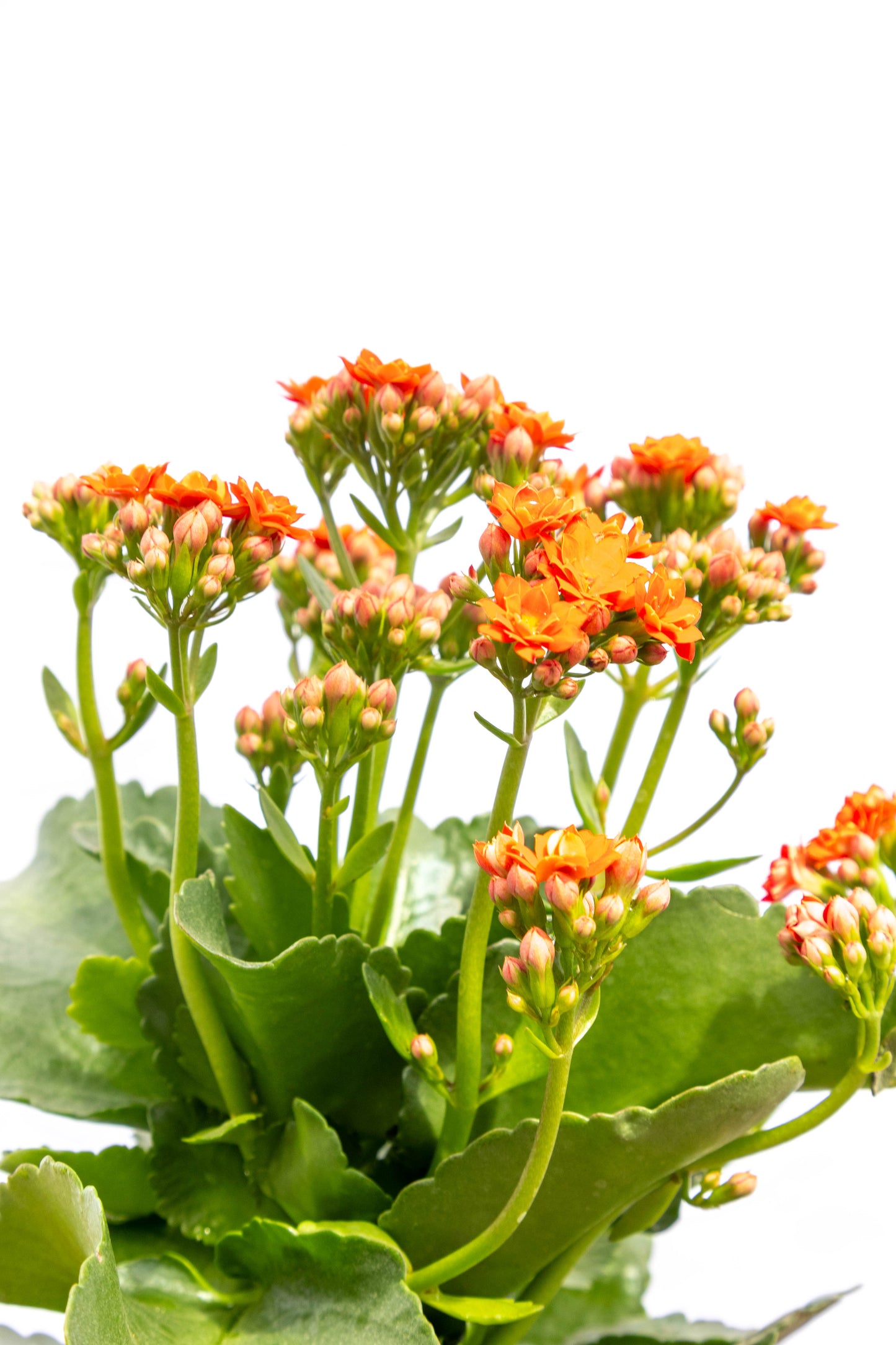 Kalanchoe X2 Plantas Suculentas Oferta Especial