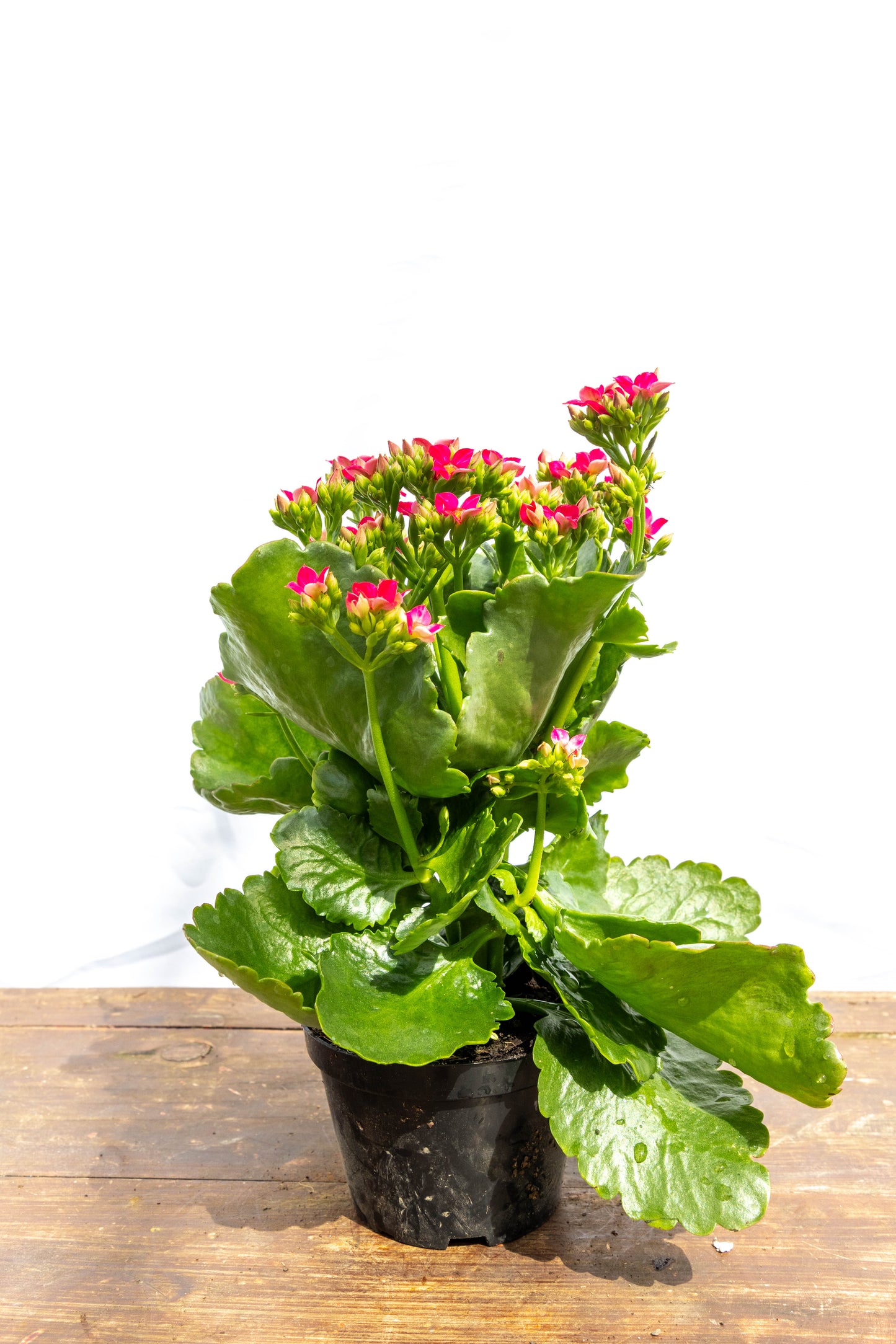 Kalanchoe X2 Plantas Suculentas Oferta Especial