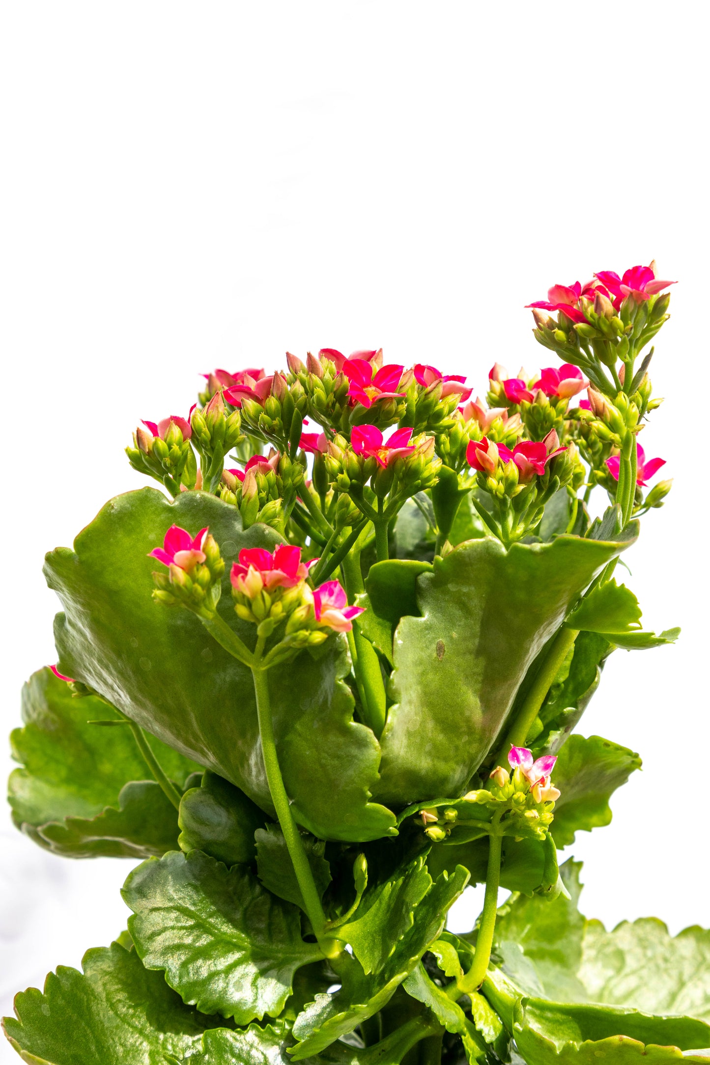 Kalanchoe X2 Plantas Suculentas Oferta Especial