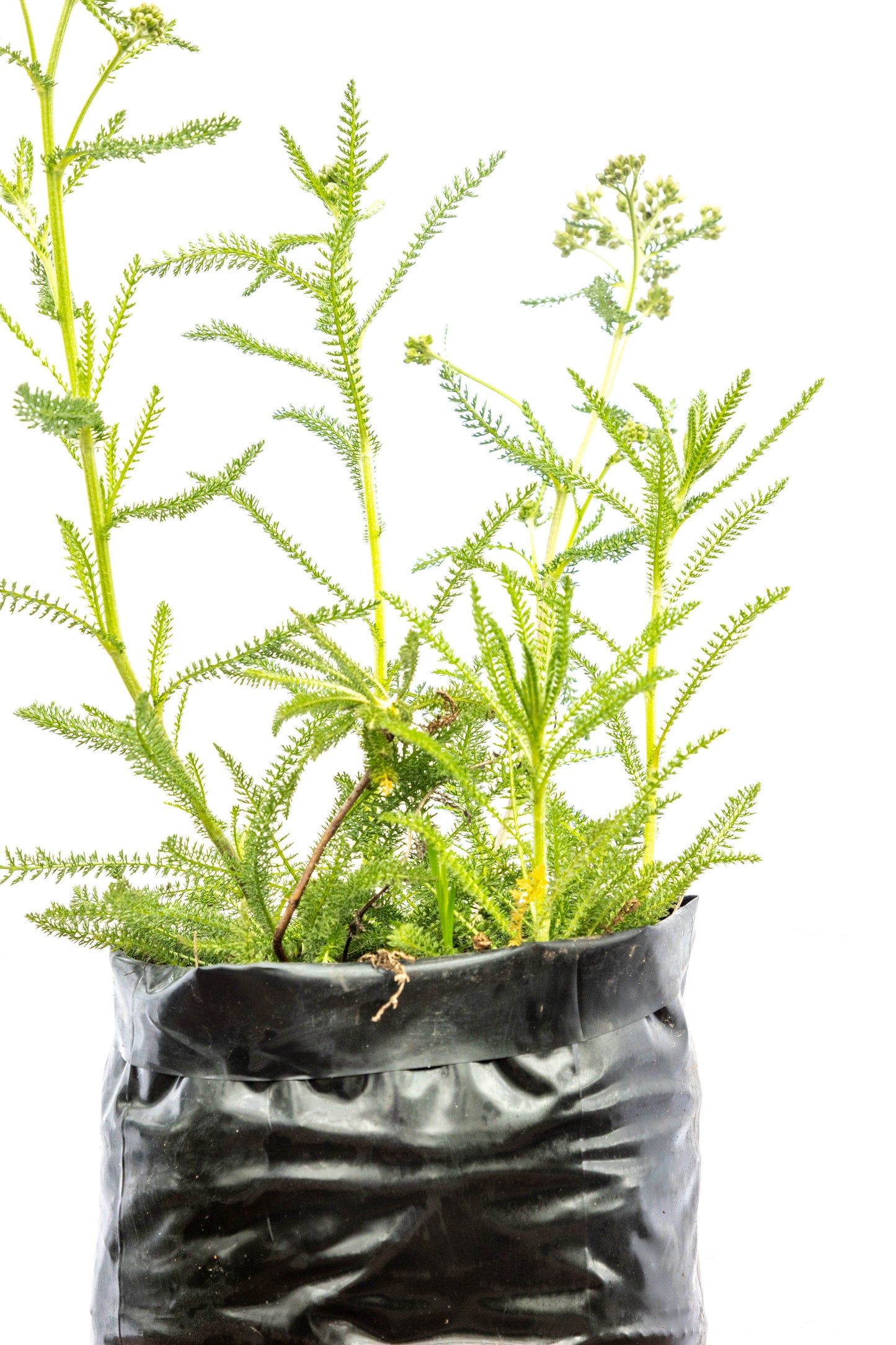 ACHILLEA - Belleza natural, oferta especial