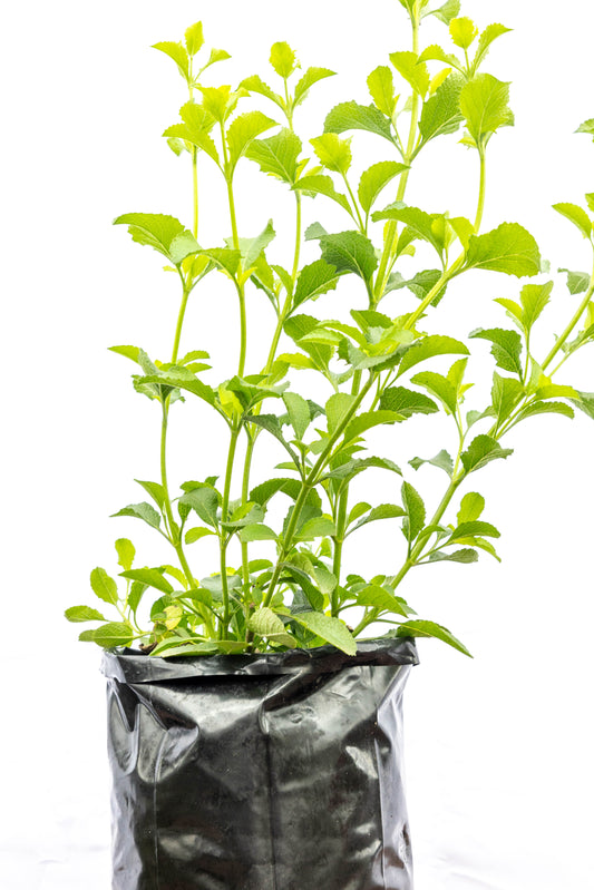 SALVIA - Aromática ideal para interiores 2Litros