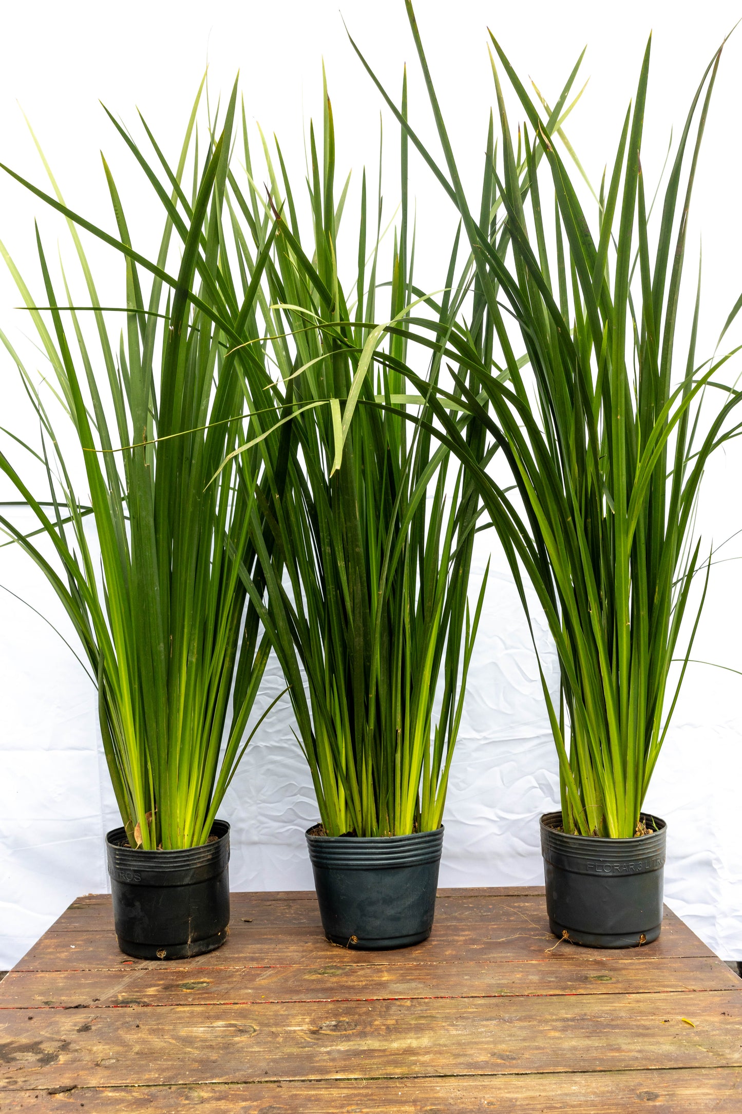 Dietes Más De 1m Planta Resistente