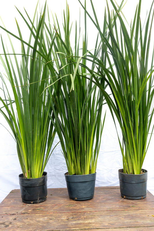 Dietes Más De 1m Planta Resistente