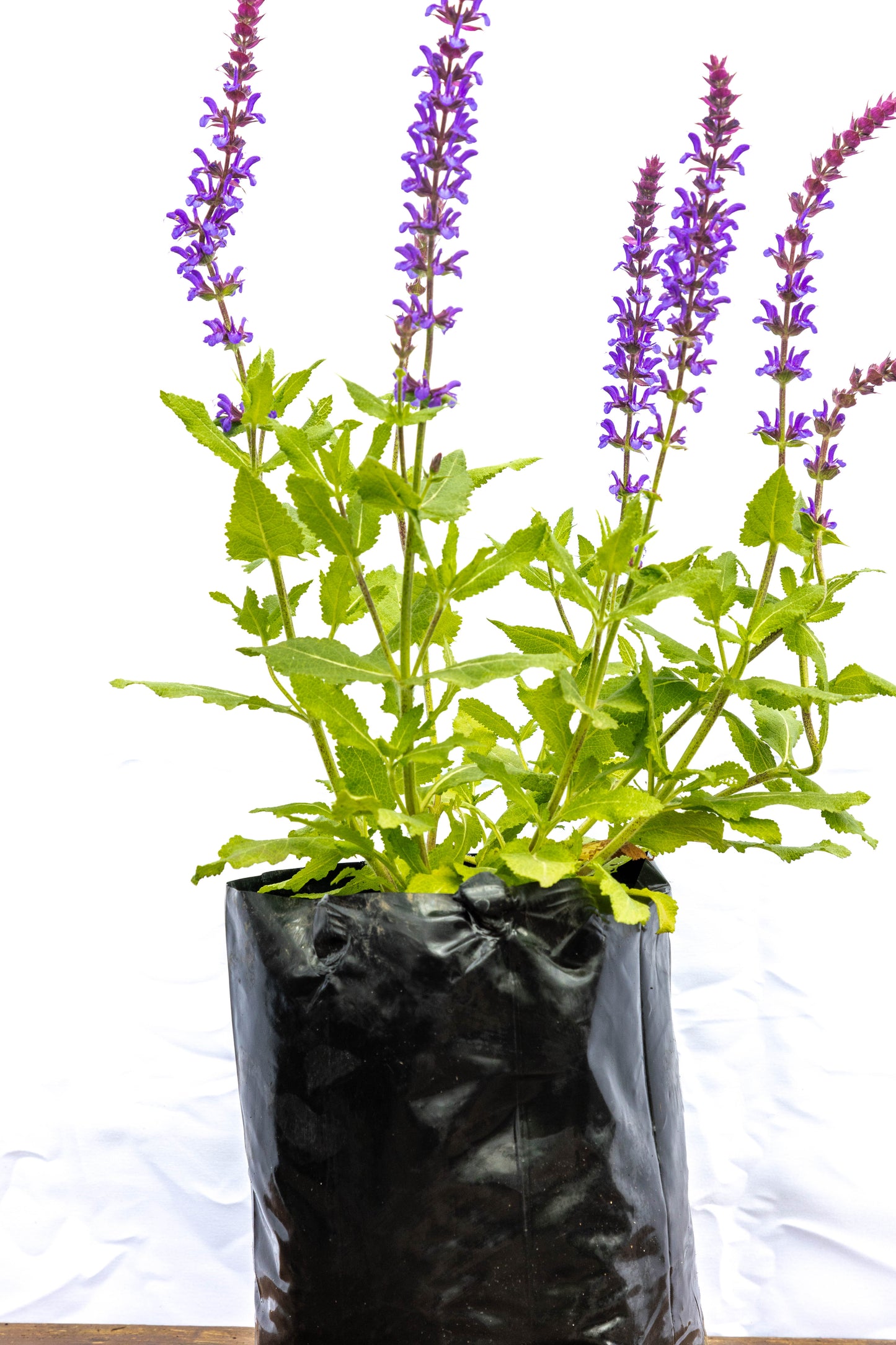 Salvia NEMOROSA - Belleza y aroma para interiores