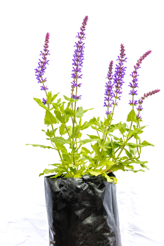 Lavanda Mediana X2 Plantas Aromáticas Oferta