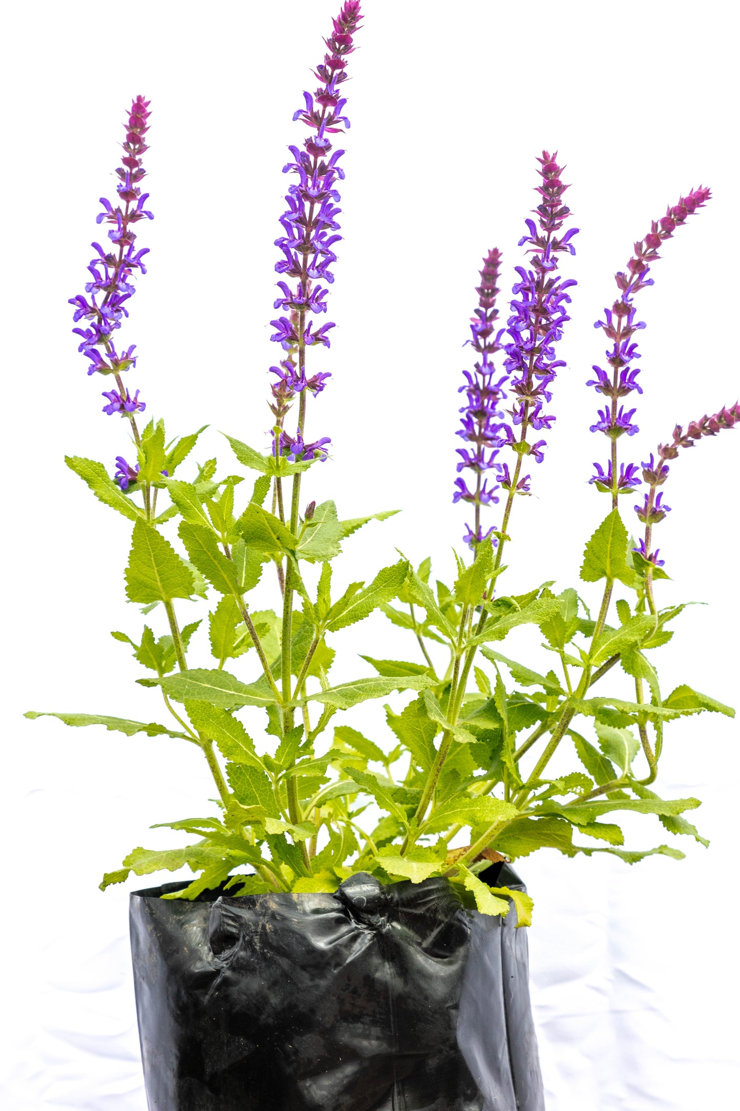 Salvia NEMOROSA - Belleza y aroma para interiores