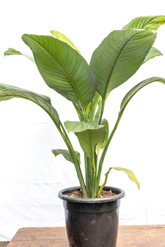 SPATHIPHYLLUM SENSATION P30- Elegancia en oferta