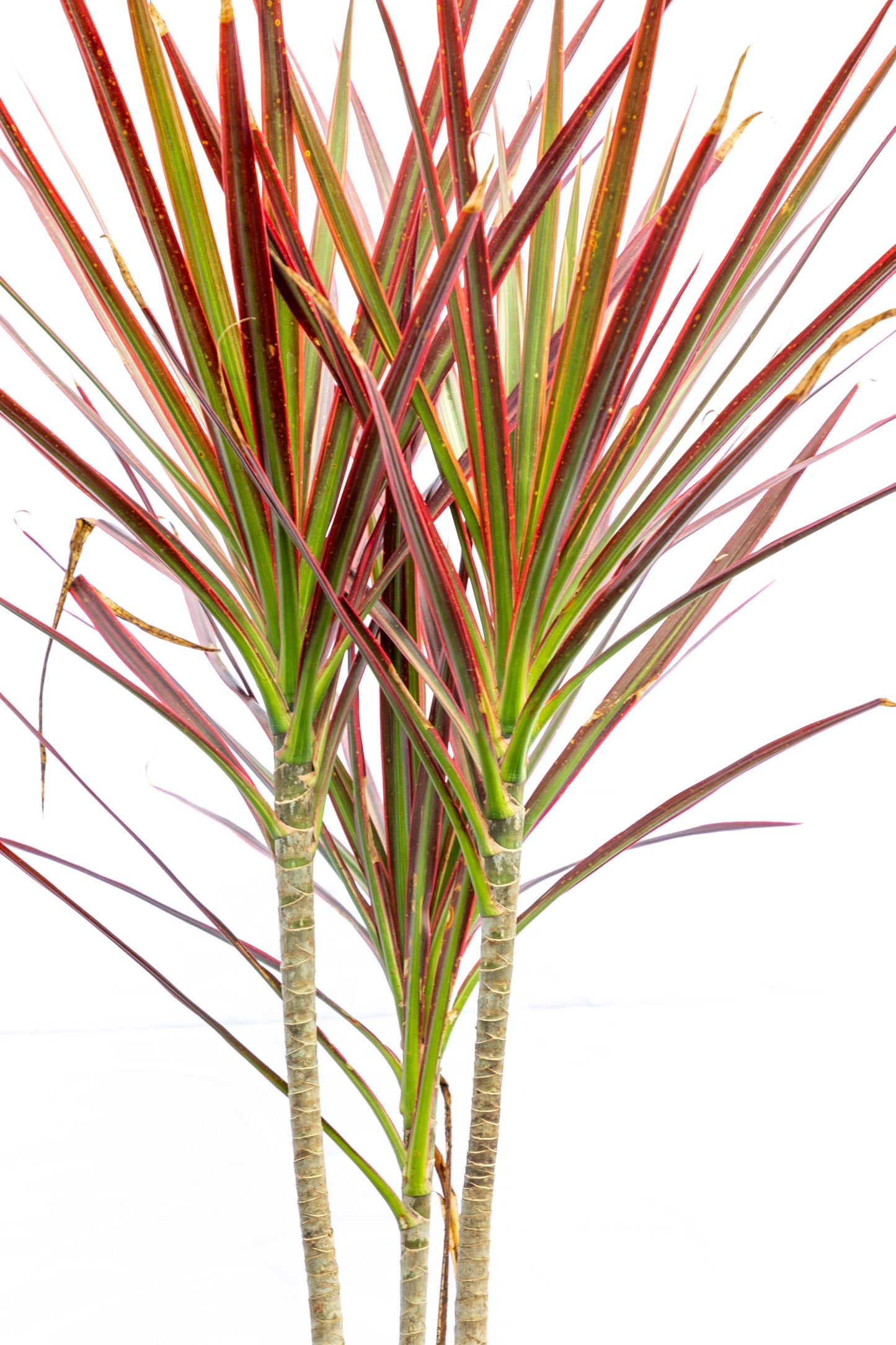 Dracena Tricolor Planta Decorativa Fácil Cuidado