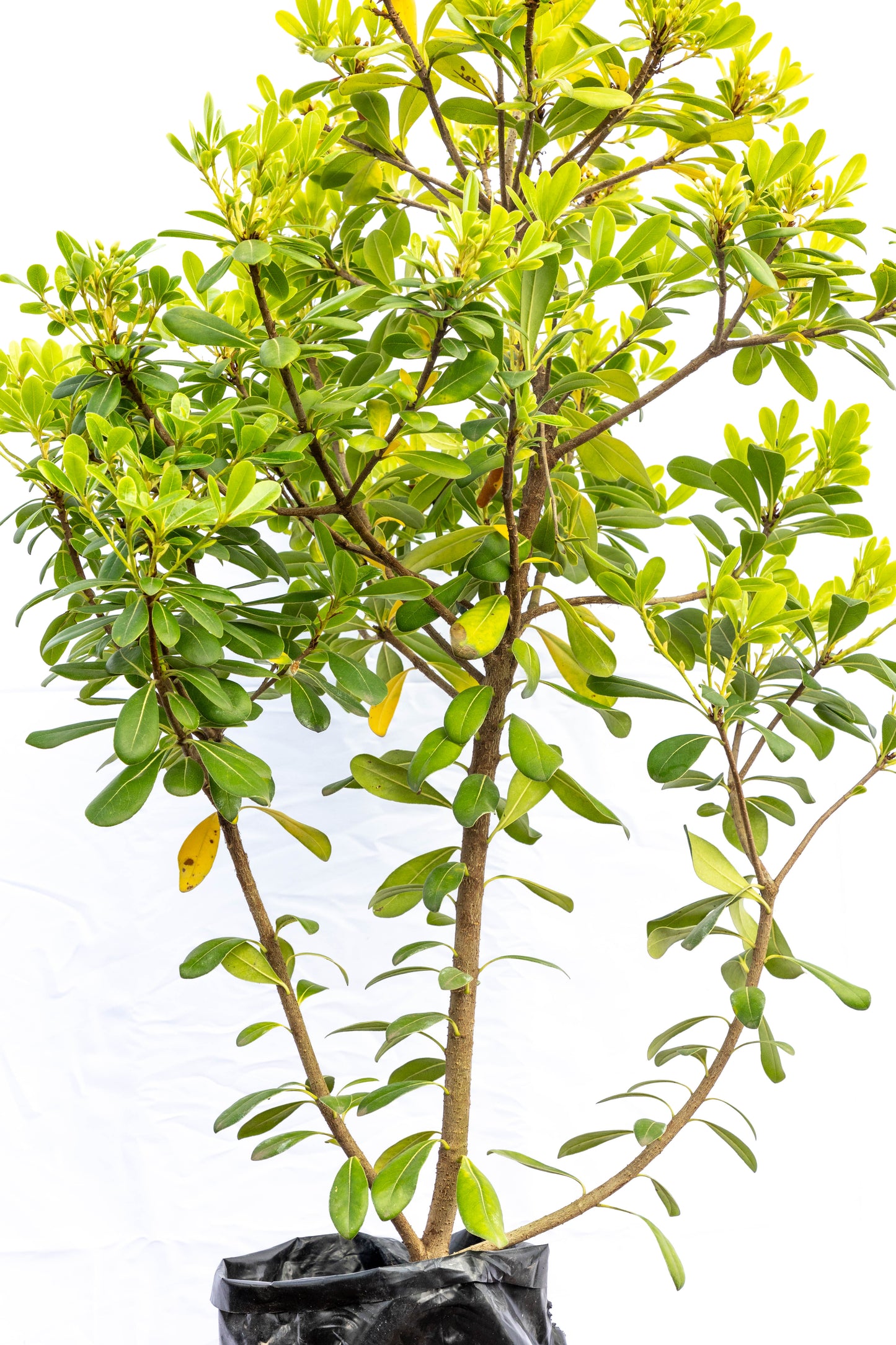 PITTOSPORUM TOBIRA - Resistente, ideal para interiores