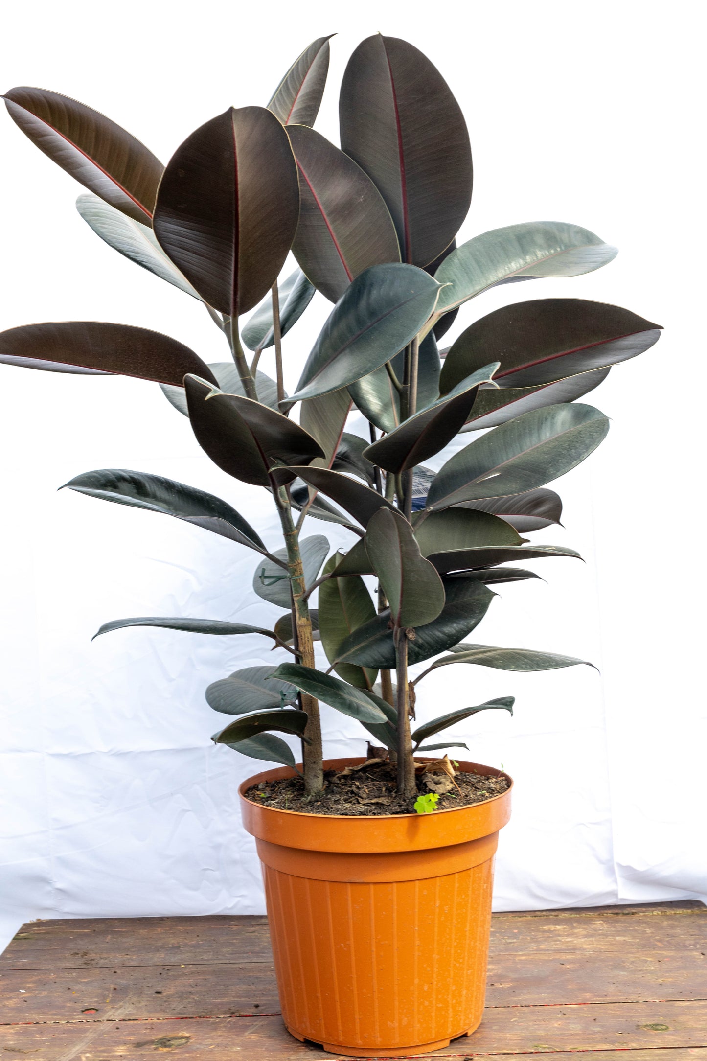 FICUS GOMERO - Resistente, ideal para cualquier espacio