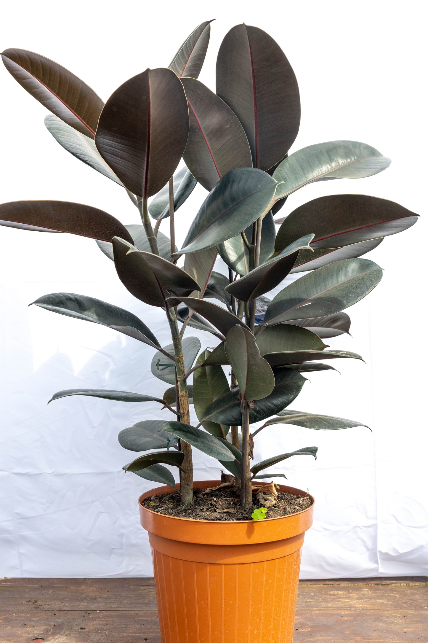 FICUS GOMERO - Resistente, ideal para cualquier espacio