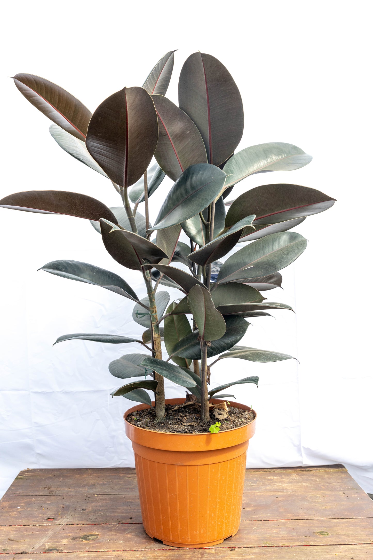 FICUS GOMERO - Resistente, ideal para cualquier espacio