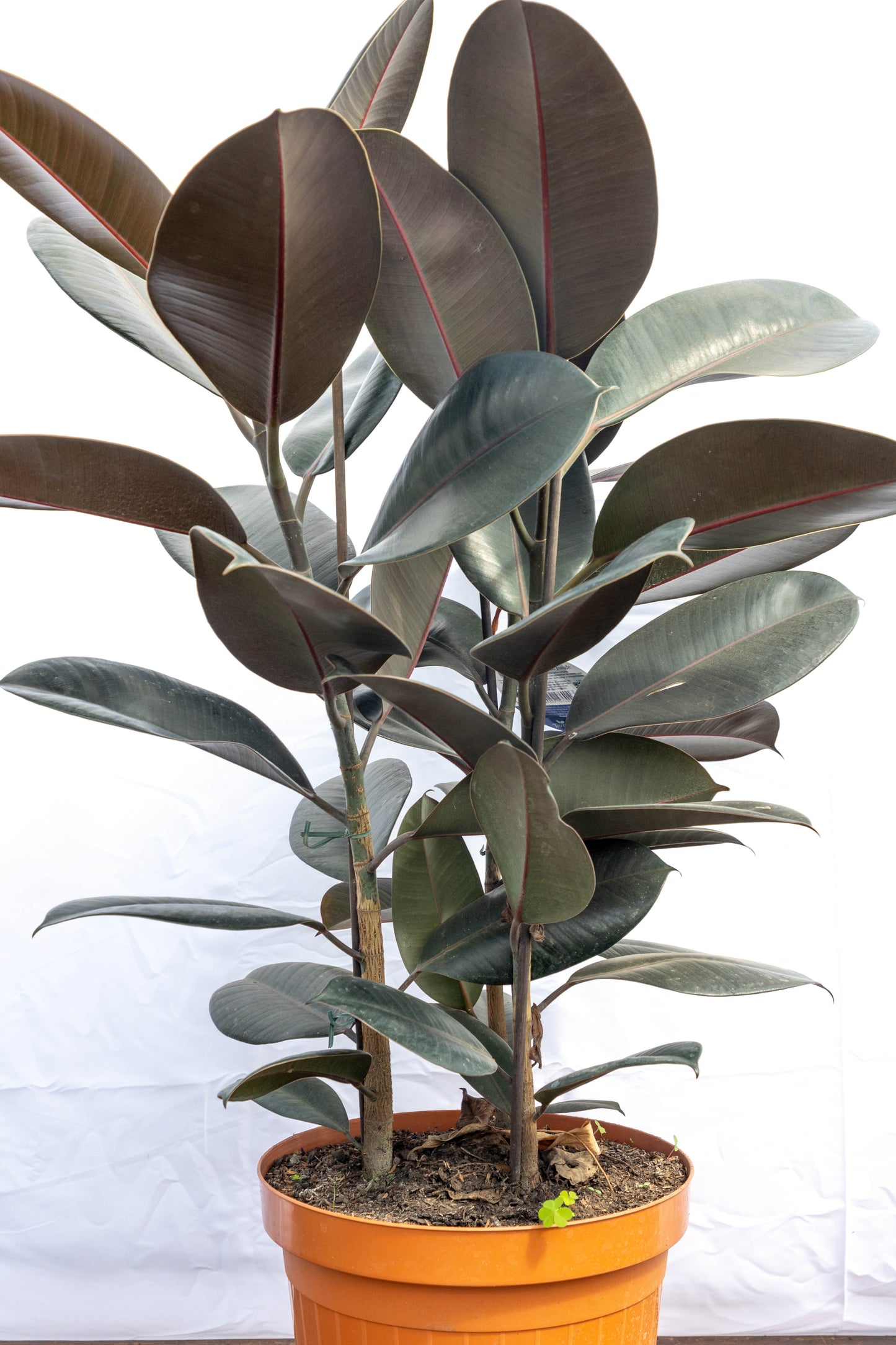 FICUS GOMERO - Resistente, ideal para cualquier espacio