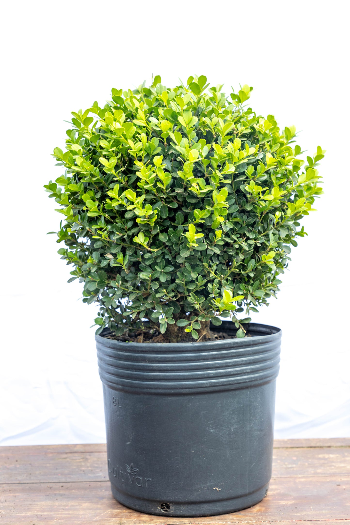 Boj 45cm Elegancia Verde Planta