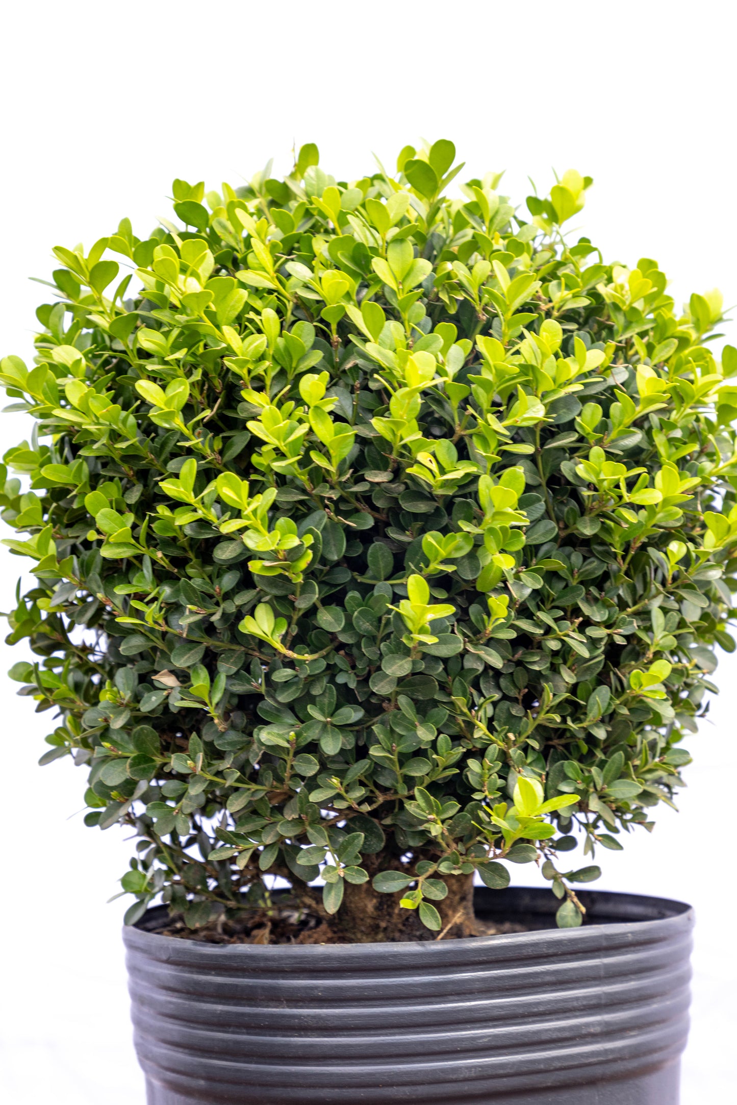 Boj 45cm Elegancia Verde Planta