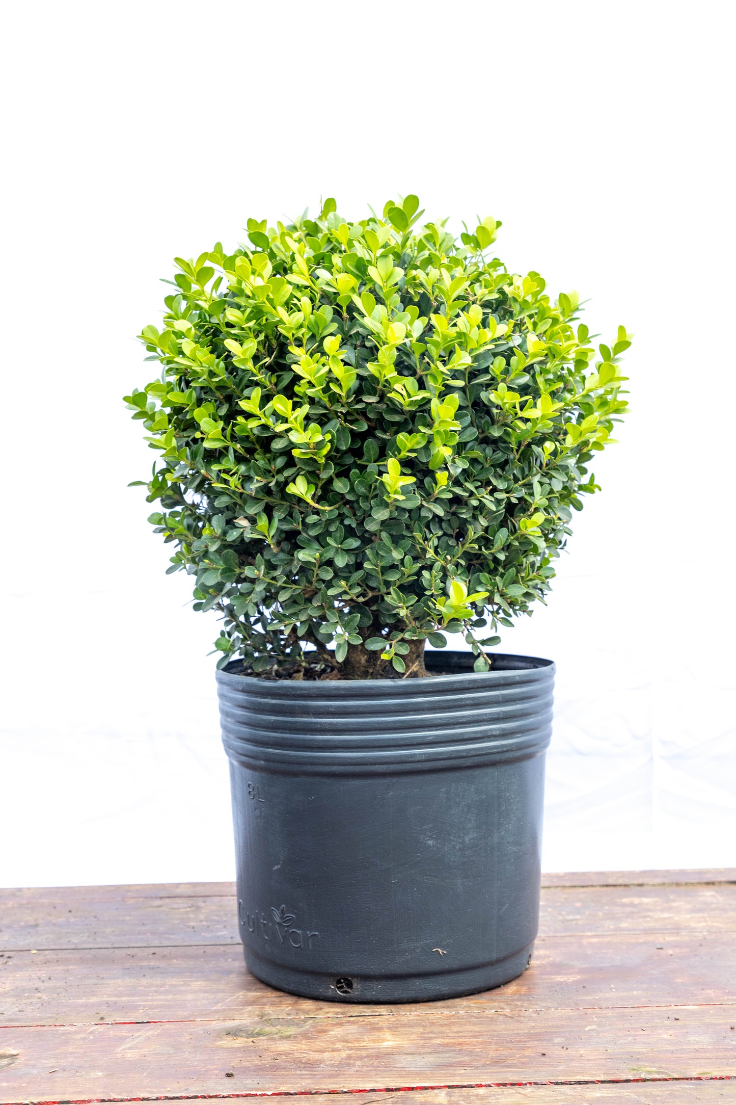 Boj 45cm Elegancia Verde Planta