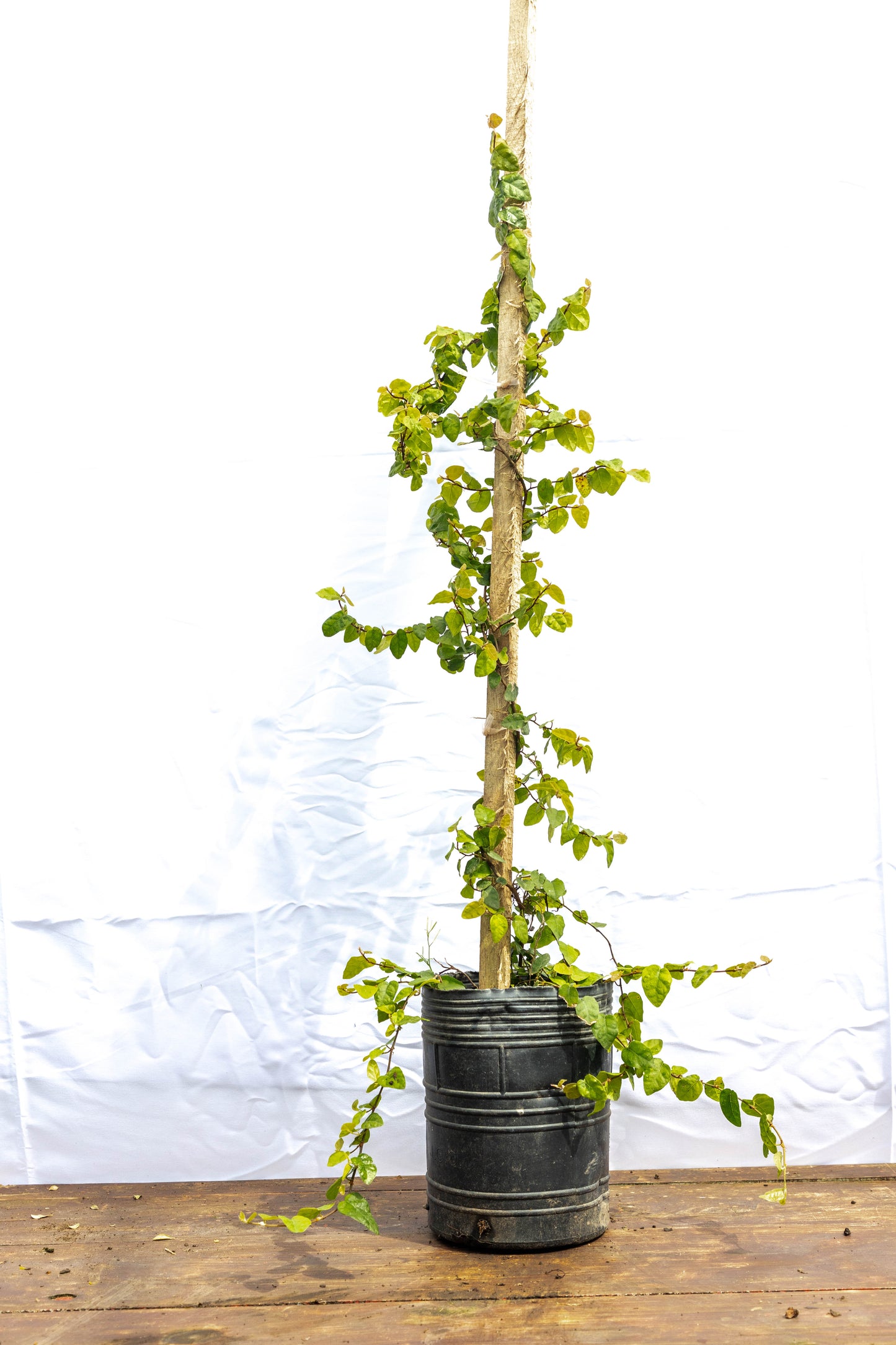 Ficus Trepadora - Trepadoras en oferta especial